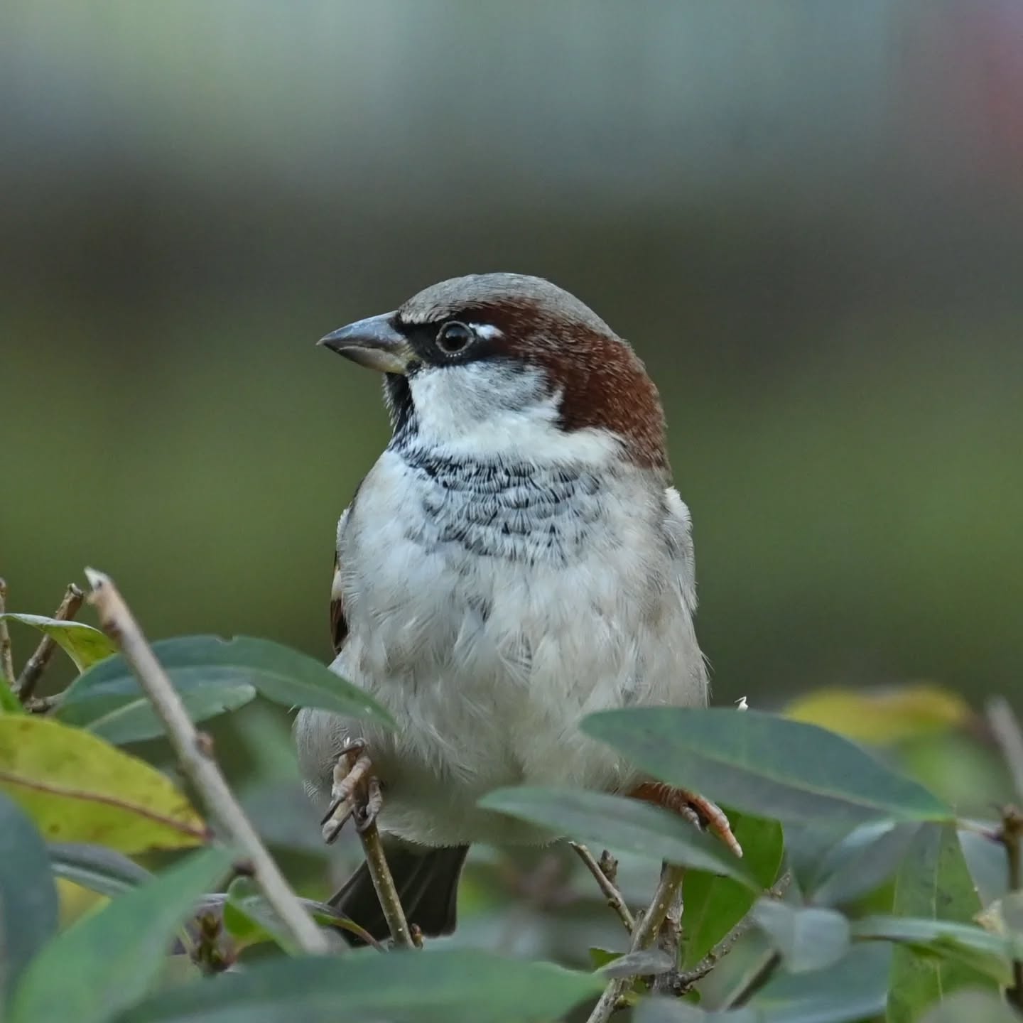 Z życia wróbelków na naszym podwórku 

Samiec i samica wróbla 

#wrobel #wróbel #ptakipolski #ptakimiasta  #ptaki #passerdomesticus  #sparrow #housesparrow #birds