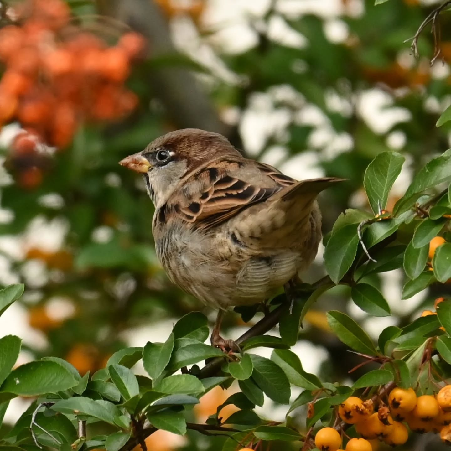 Podjadanie owocków ognika

#wrobel #wróbel #ptakipolski #ptakimiasta #ptakijesienią #ptaki #passerdomesticus  #sparrow #housesparrow #autumnbirds #birds