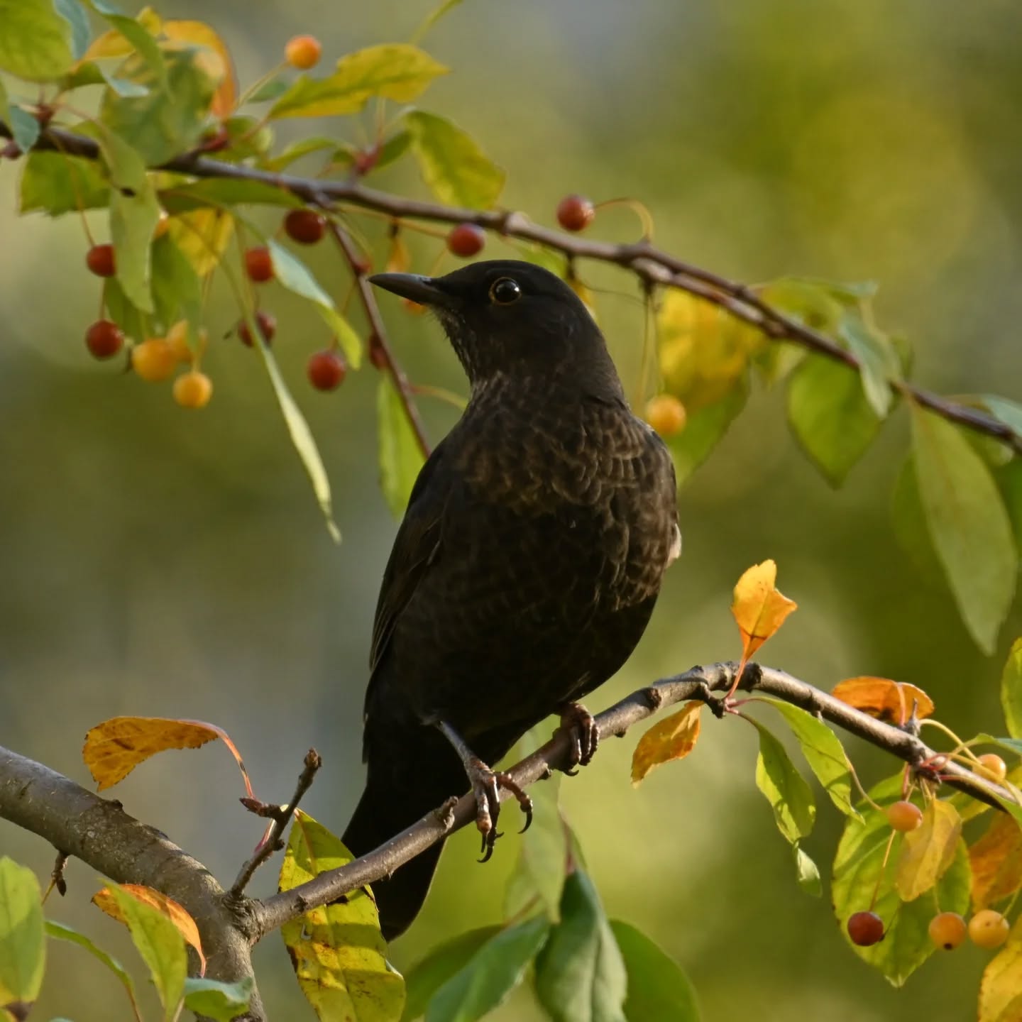 Kos w przerwie między zjadaniem owoców 

Październik 2024

#kos #ptakimiasta #ptakipolski #ptakijesienią #ptaki #turdusmerula #blackbird #autumnbirds #birds