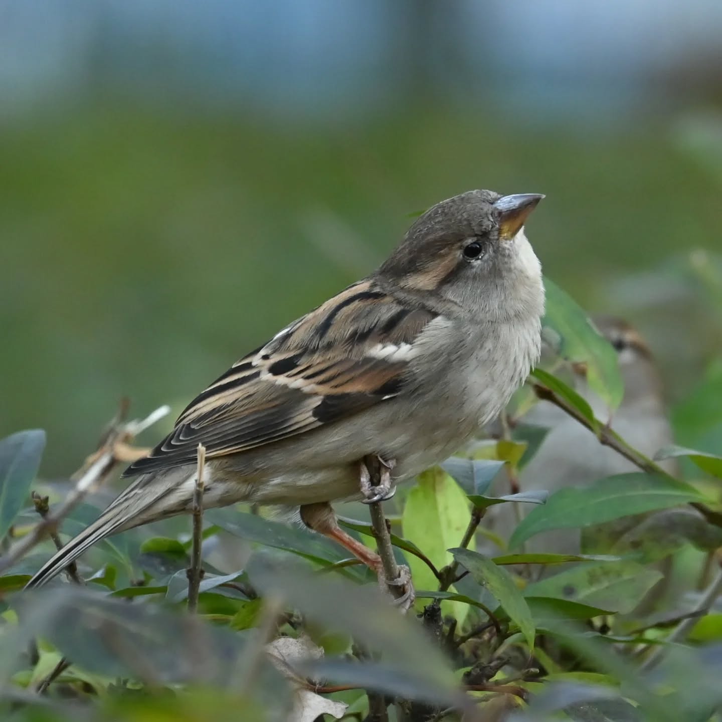 Z życia wróbelków na naszym podwórku 

Samiec i samica wróbla 

#wrobel #wróbel #ptakipolski #ptakimiasta  #ptaki #passerdomesticus  #sparrow #housesparrow #birds