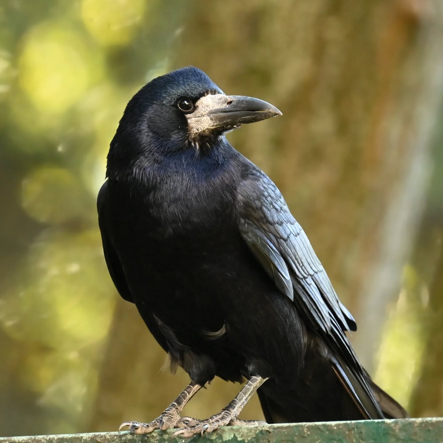 Który profil gawrona ładniejszy? 

#gawron #ptakipolski #ptakizimujące #ptakijesienią #ptakimiasta #ptaki #curvusfrugilegus #rook #autumnbirds #birds