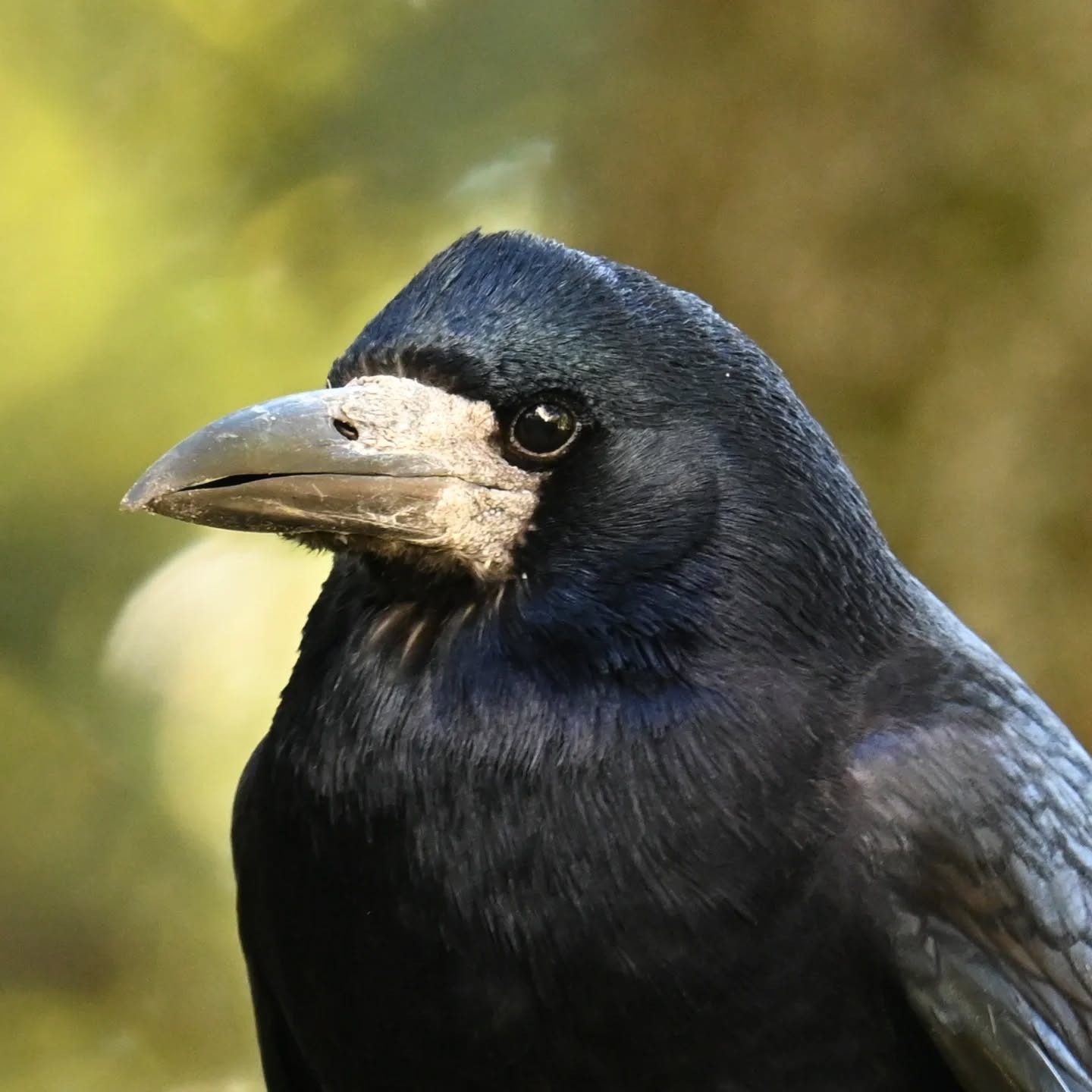 Który profil gawrona ładniejszy? 

#gawron #ptakipolski #ptakizimujące #ptakijesienią #ptakimiasta #ptaki #curvusfrugilegus #rook #autumnbirds #birds