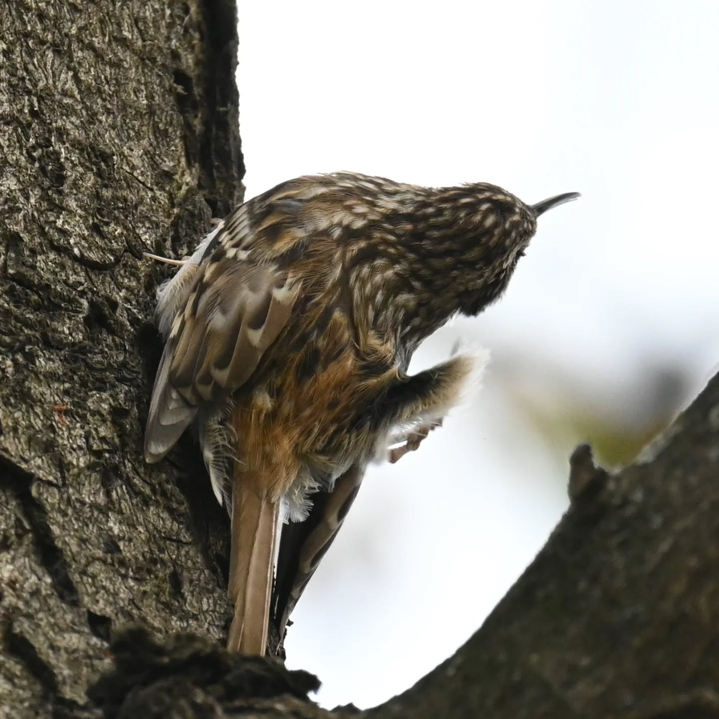 Pełzacz drapiacy się za uszkiem ☺️

#pełzacz #pełzaczogrodowy #ptakipolski #ptakipolski #ptakijesienią #ptaki #certhiabrachydactyla #shorttoedtreecreeper #birds