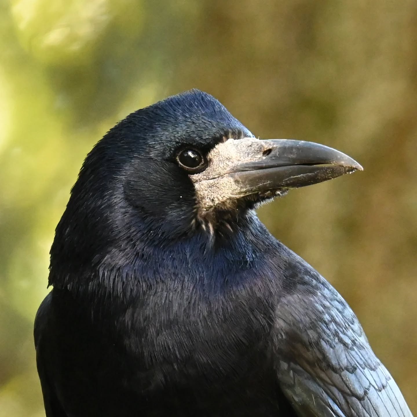 Który profil gawrona ładniejszy? 

#gawron #ptakipolski #ptakizimujące #ptakijesienią #ptakimiasta #ptaki #curvusfrugilegus #rook #autumnbirds #birds