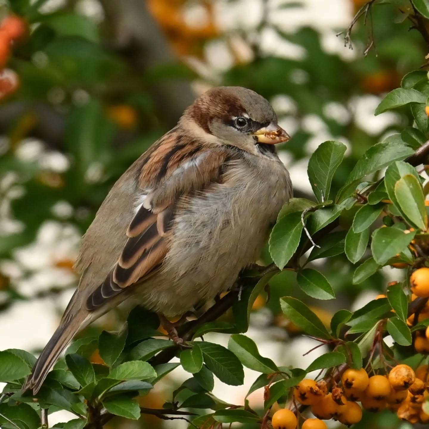 Podjadanie owocków ognika

#wrobel #wróbel #ptakipolski #ptakimiasta #ptakijesienią #ptaki #passerdomesticus  #sparrow #housesparrow #autumnbirds #birds
