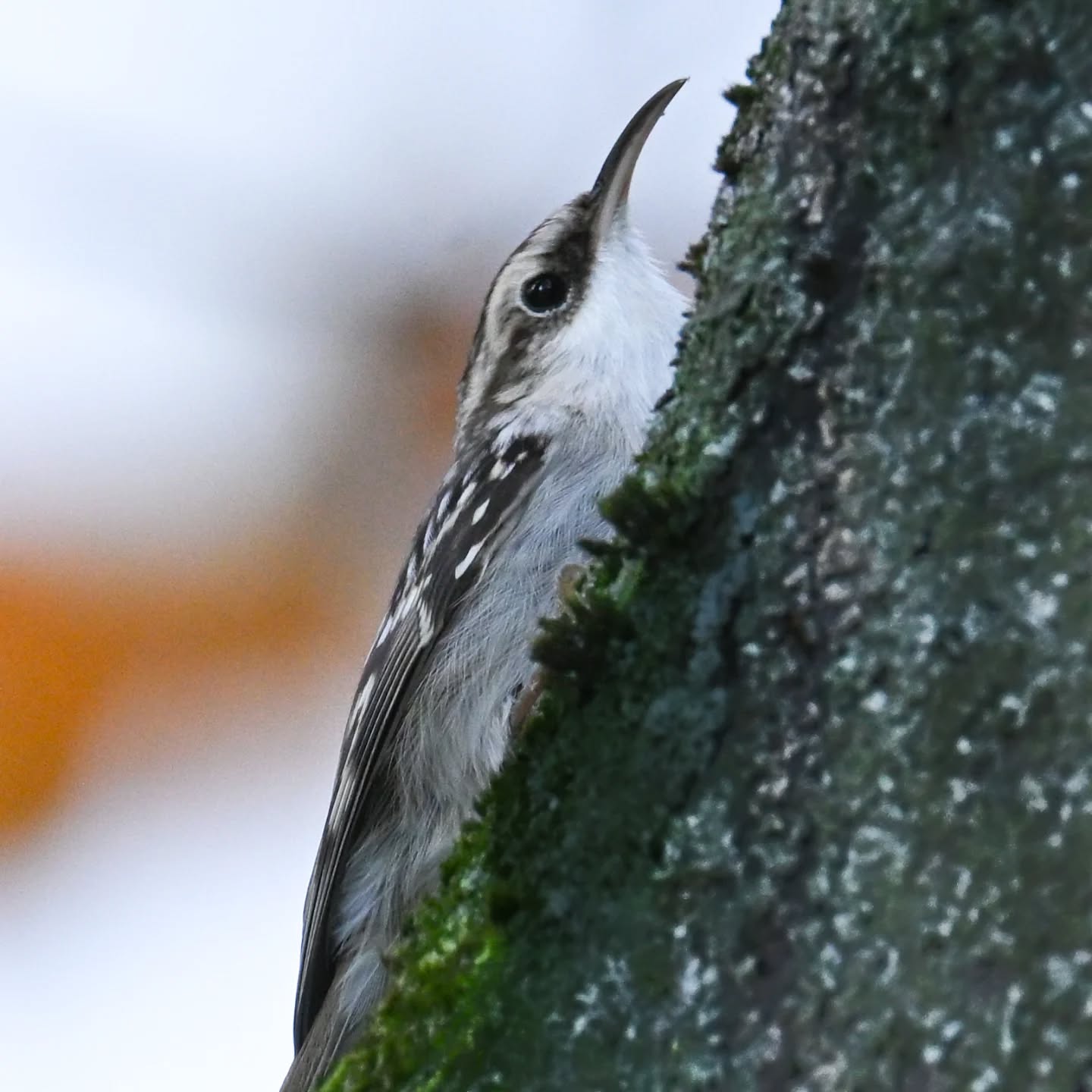 Pełzający pełzacz

#pełzacz #pełzaczogrodowy #ptakipolski #ptakijesienią #ptakimiasta #certhiabrachydactyla #shorttoedtreecreeper #treecreeper #autumnbirds #birds