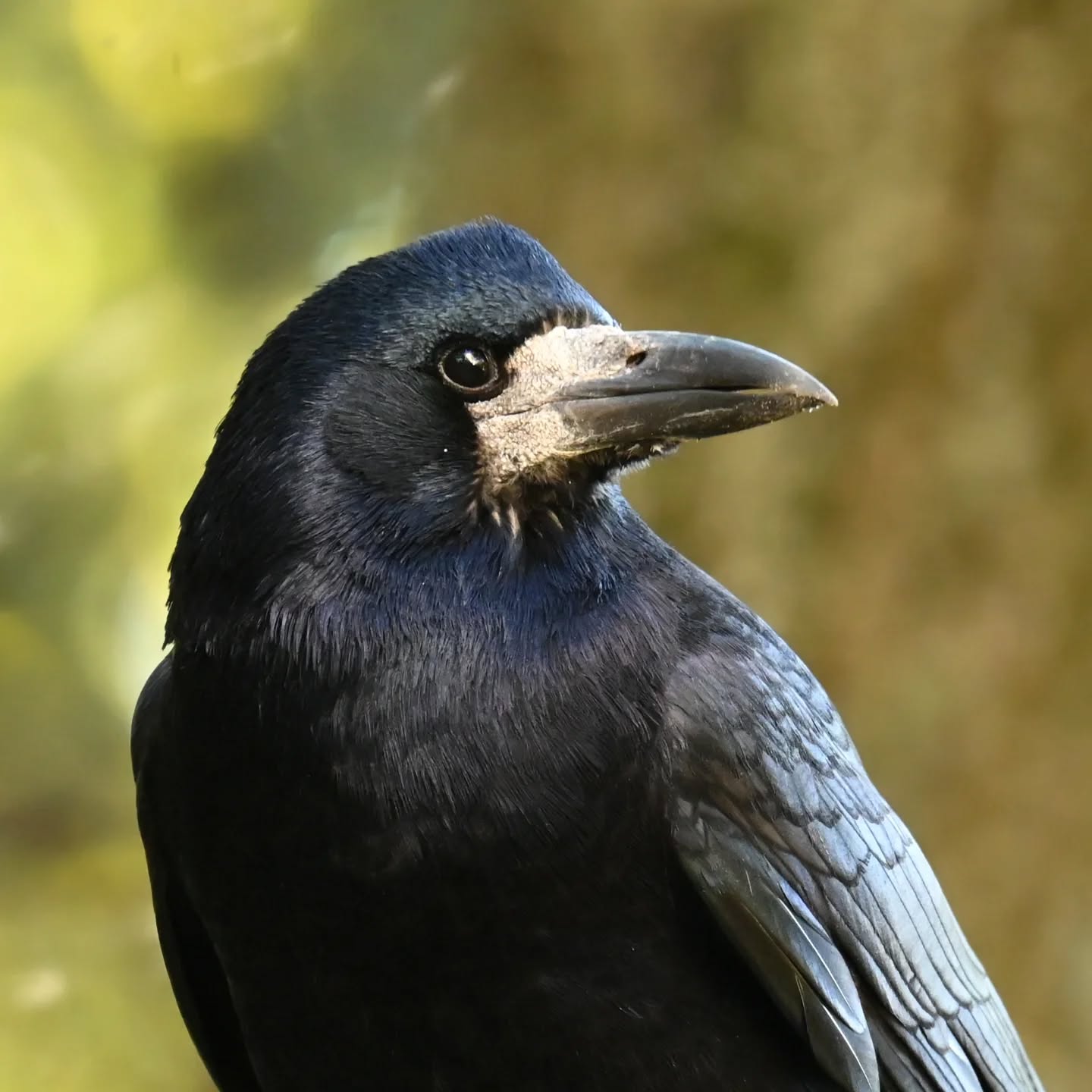 Który profil gawrona ładniejszy? 

#gawron #ptakipolski #ptakizimujące #ptakijesienią #ptakimiasta #ptaki #curvusfrugilegus #rook #autumnbirds #birds