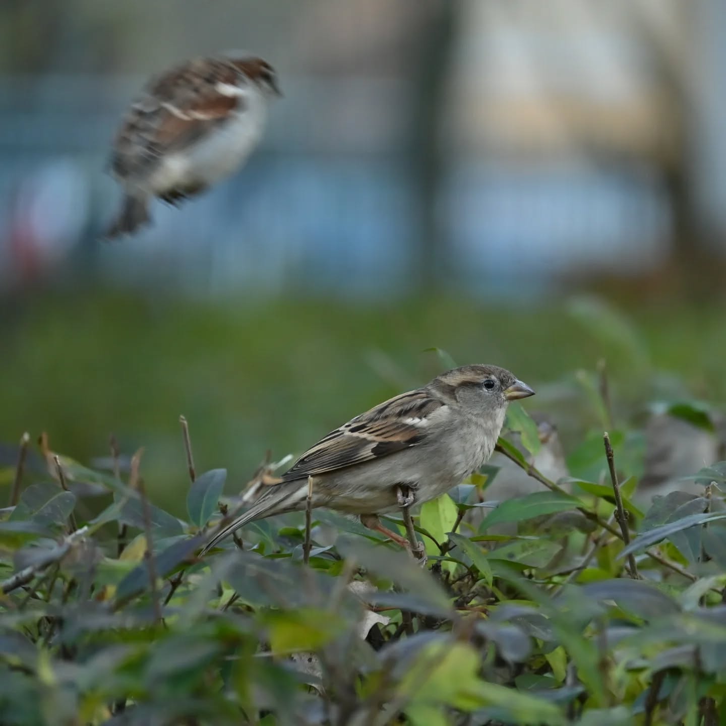 Z życia wróbelków na naszym podwórku 

Samiec i samica wróbla 

#wrobel #wróbel #ptakipolski #ptakimiasta  #ptaki #passerdomesticus  #sparrow #housesparrow #birds