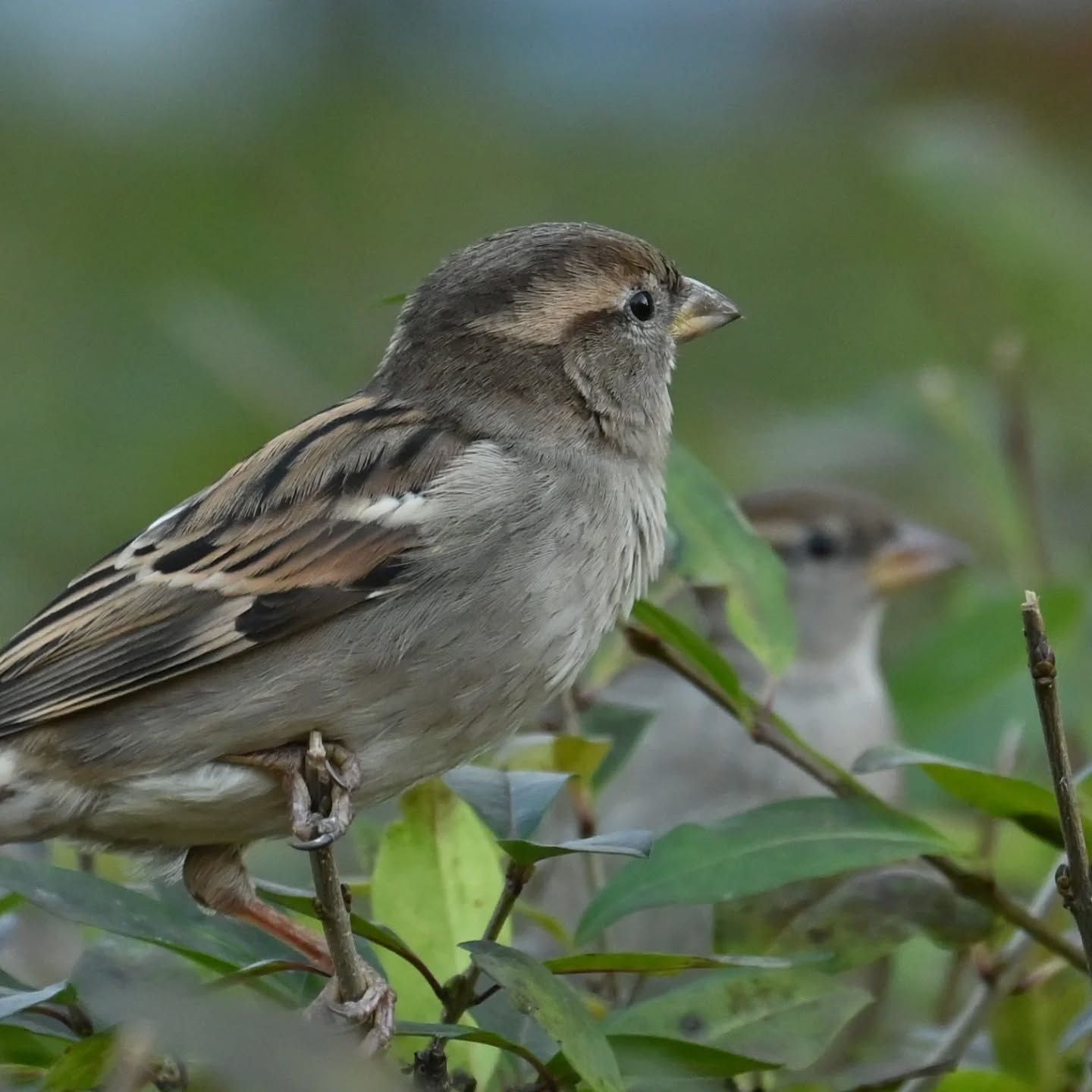 Z życia wróbelków na naszym podwórku 

Samiec i samica wróbla 

#wrobel #wróbel #ptakipolski #ptakimiasta  #ptaki #passerdomesticus  #sparrow #housesparrow #birds