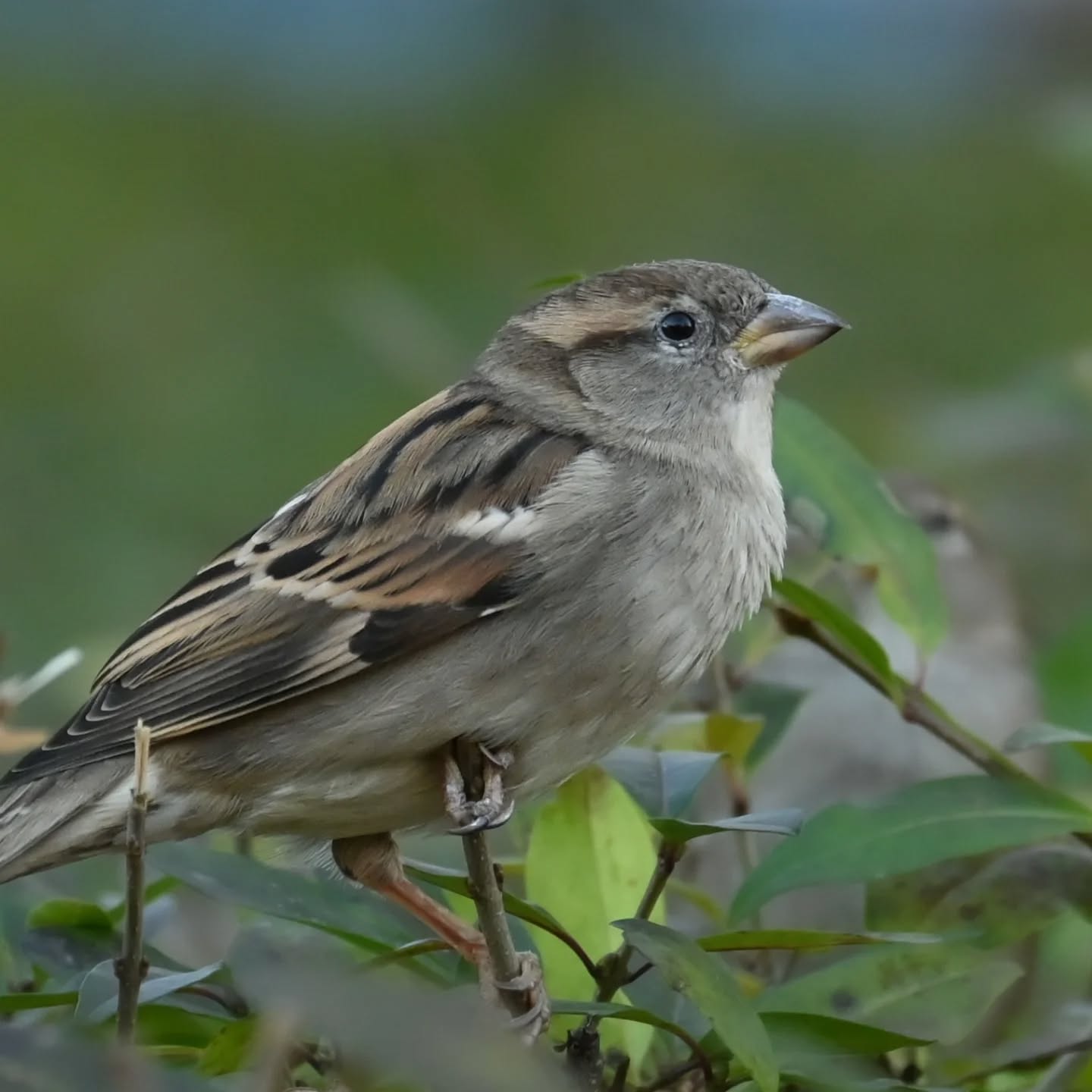 Z życia wróbelków na naszym podwórku 

Samiec i samica wróbla 

#wrobel #wróbel #ptakipolski #ptakimiasta  #ptaki #passerdomesticus  #sparrow #housesparrow #birds
