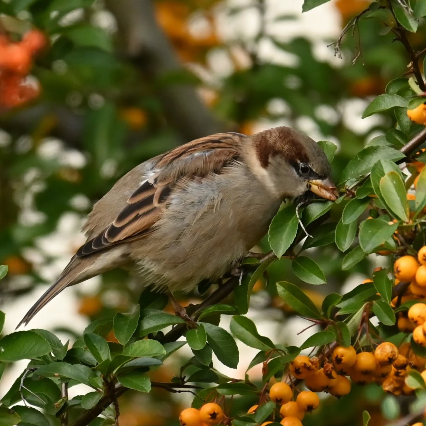 Podjadanie owocków ognika

#wrobel #wróbel #ptakipolski #ptakimiasta #ptakijesienią #ptaki #passerdomesticus  #sparrow #housesparrow #autumnbirds #birds