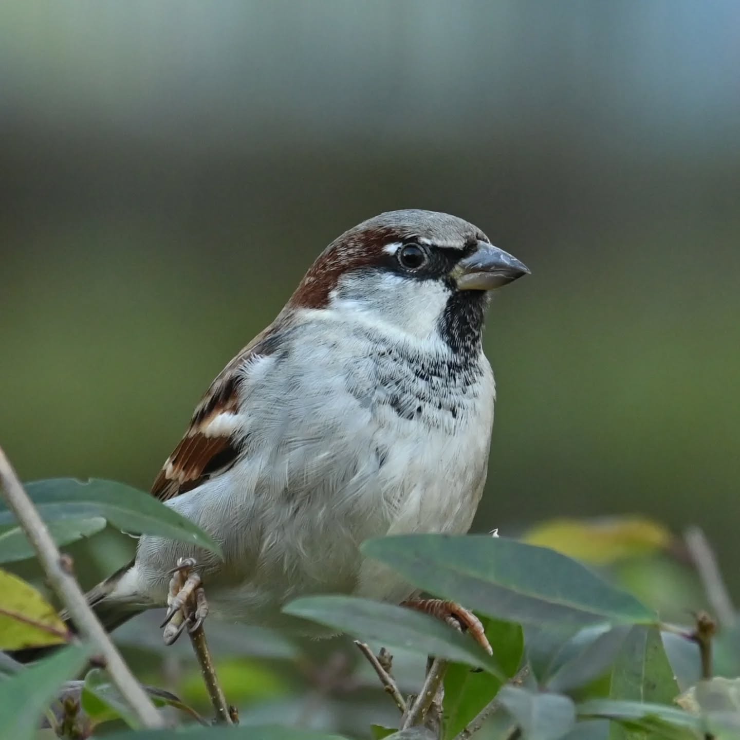 Z życia wróbelków na naszym podwórku 

Samiec i samica wróbla 

#wrobel #wróbel #ptakipolski #ptakimiasta  #ptaki #passerdomesticus  #sparrow #housesparrow #birds