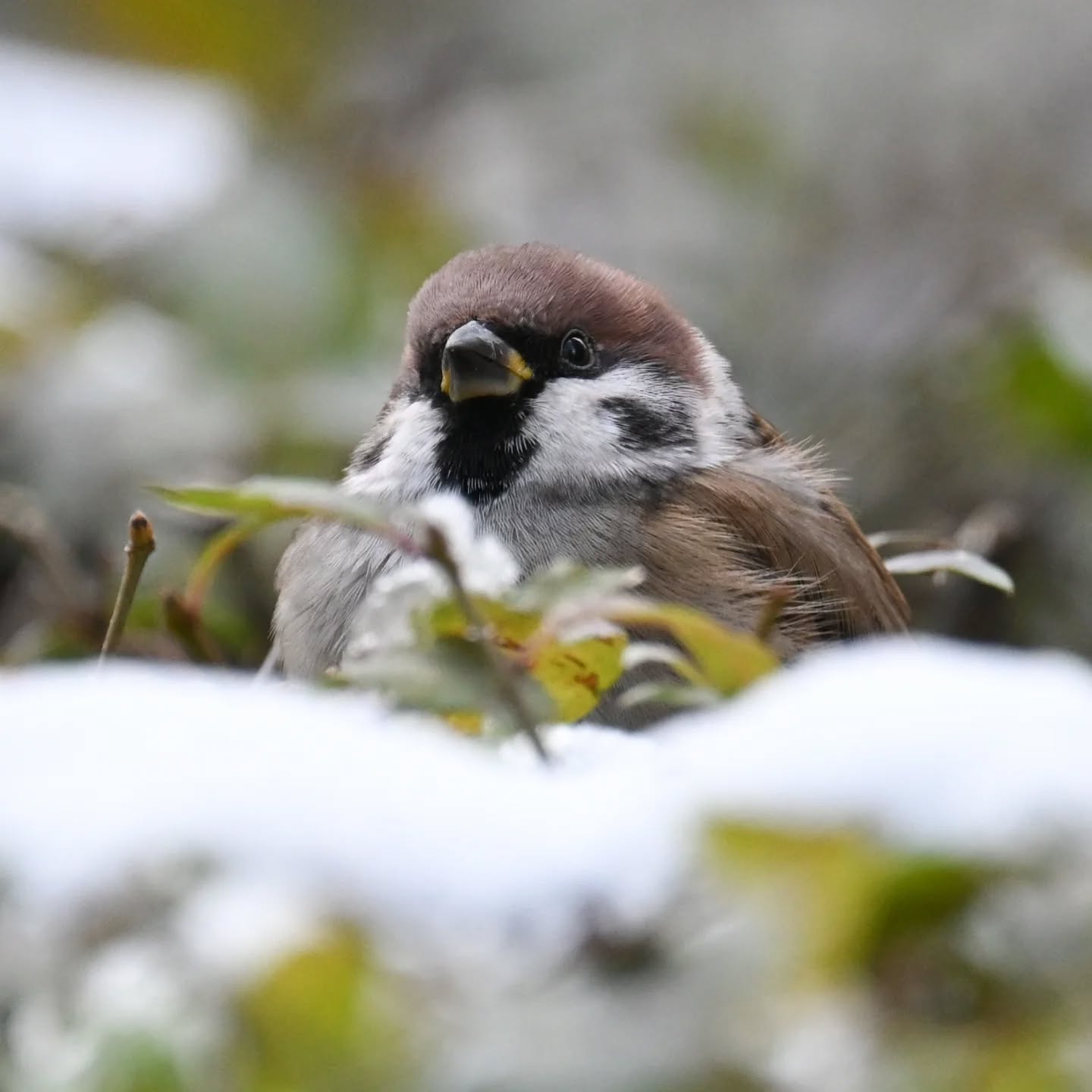 Mazurek w śniegowej kołderce

Listopad 2024

#mazurek #ptakimiasta #ptakipolski #ptaki #passermontanus #treesparrow  #birds