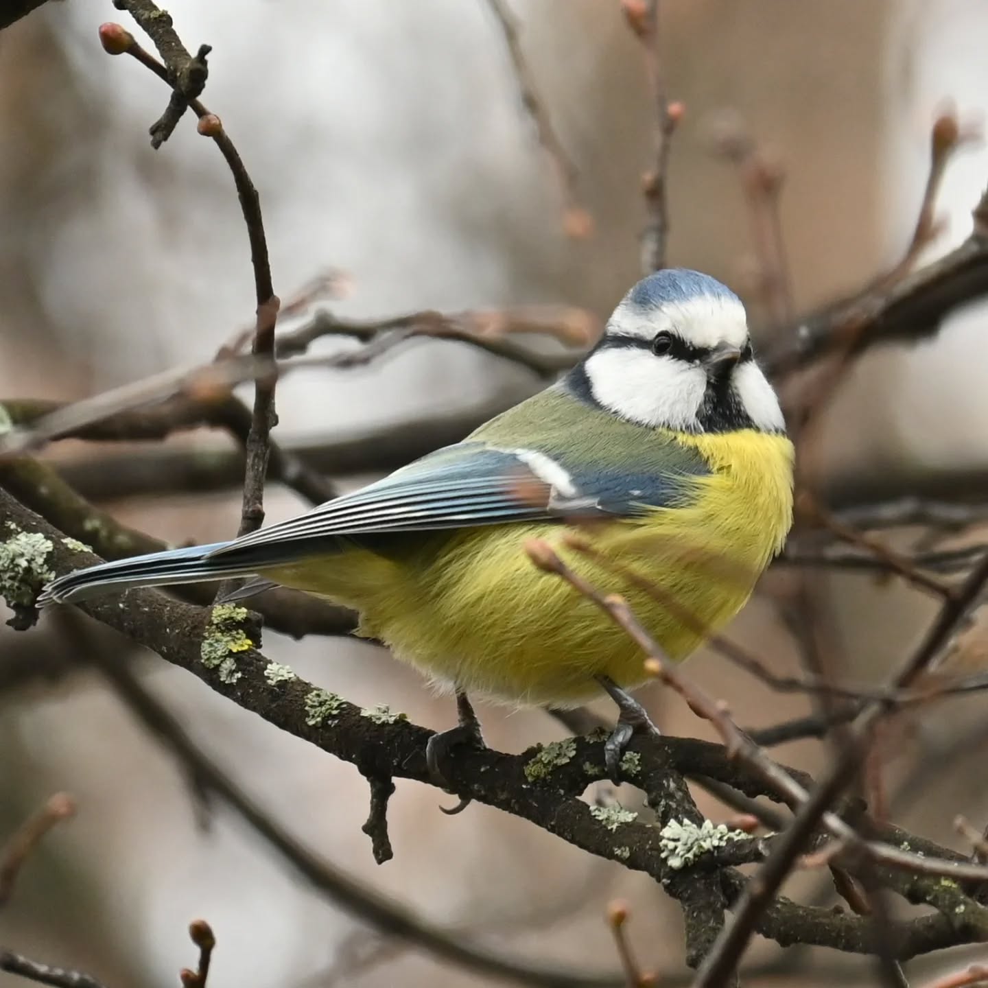 Sikora modraszka

#sikoramodra #modraszka #sikoramodraszka #sikorka #ptakimieście #ptakimiasta #ptakipolski #ptakijesienią #ptaki #cy #bluetit #autumnbirds #birds