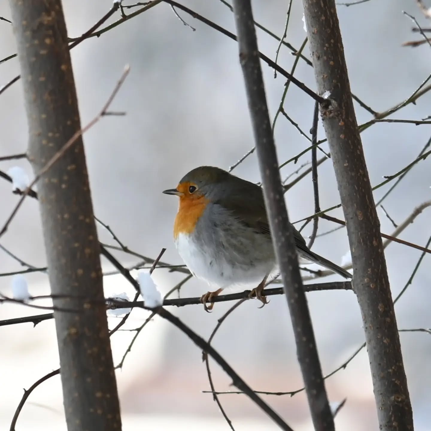 Rudzik

Grudzień 2023