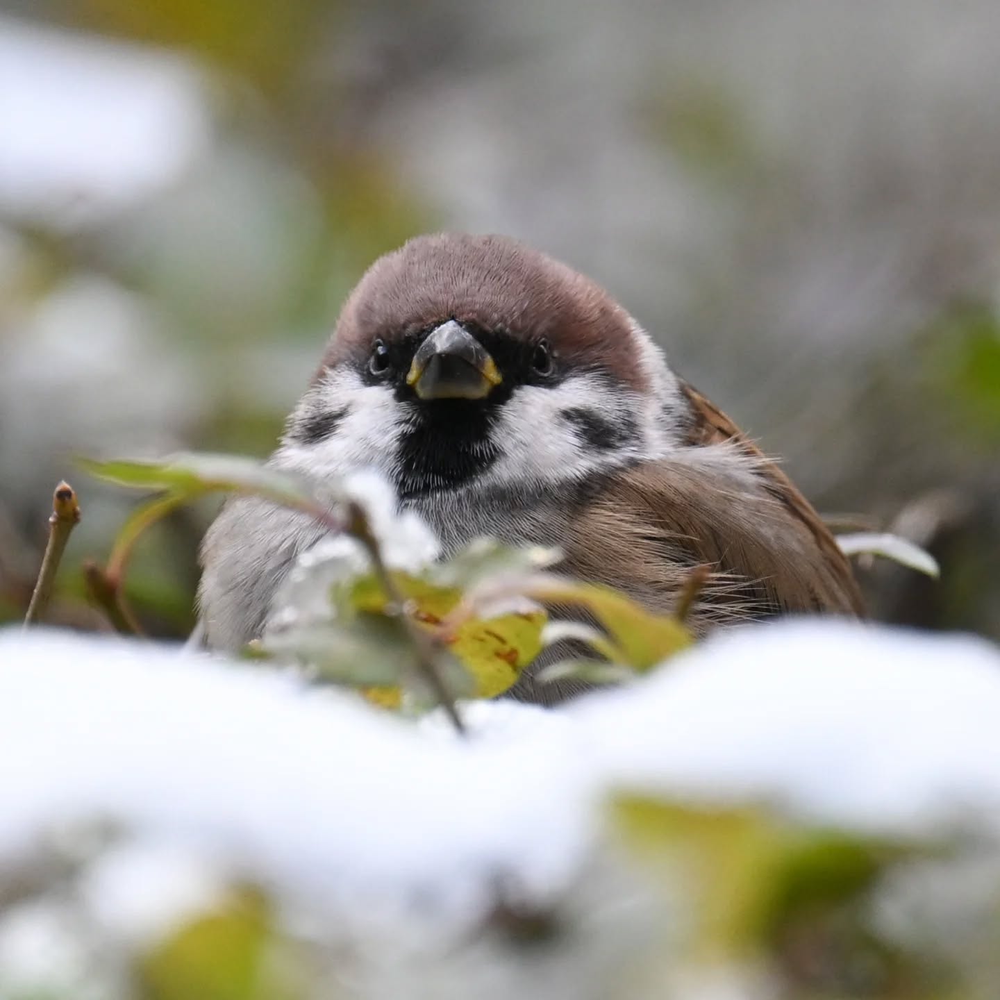 Mazurek w śniegowej kołderce

Listopad 2024

#mazurek #ptakimiasta #ptakipolski #ptaki #passermontanus #treesparrow  #birds