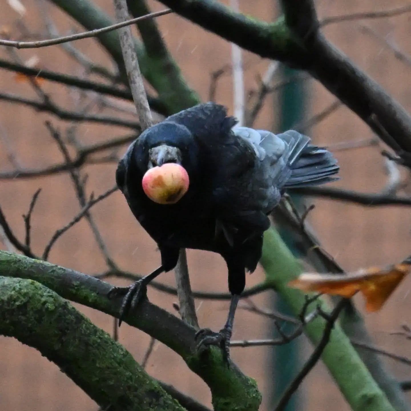 Gawron z jabłuszkiem 

Grudzień 2024

#gawron #ptaki #corvusfrugilegus #rook #birds