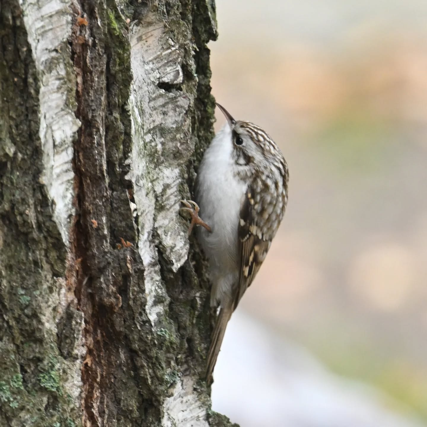 Pełzacz ogrodowy w klasycznej pozie pełzaczowej

#pełzacz #pełzaczogrodowy #ptakipolski #ptakipolski #ptakijesienią #ptaki #certhiabrachydactyla #shorttoedtreecreeper #birds