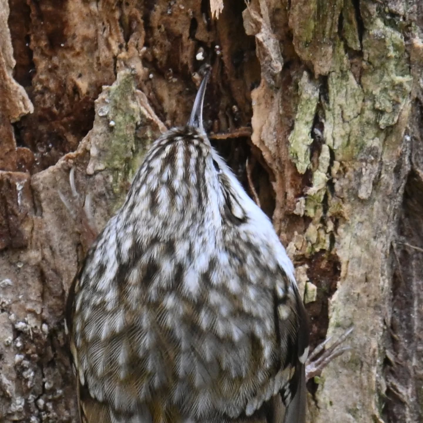 Co się kryje w korze? Pt.2 - pełzacz ogrodowy

#pełzacz #pełzaczogrodowy #ptakipolski #ptakipolski #ptakijesienią #ptaki #certhiabrachydactyla #shorttoedtreecreeper #birds