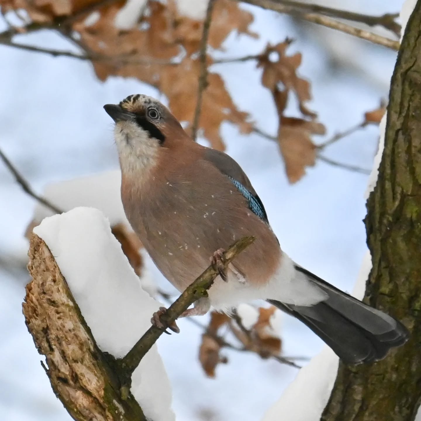 Sójka z archiwów, kiedy to jeszcze nie mieliśmy Instagrama ☺️

Listopad 2023

#sójka #ptakipolski #ptakizimujące #ptaki #garrulusglandarius #eurasianjay #birds