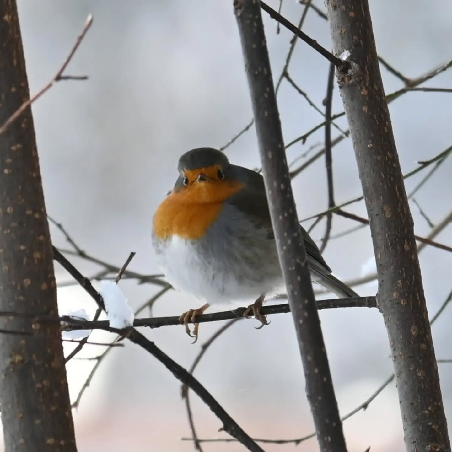 Rudzik

Grudzień 2023