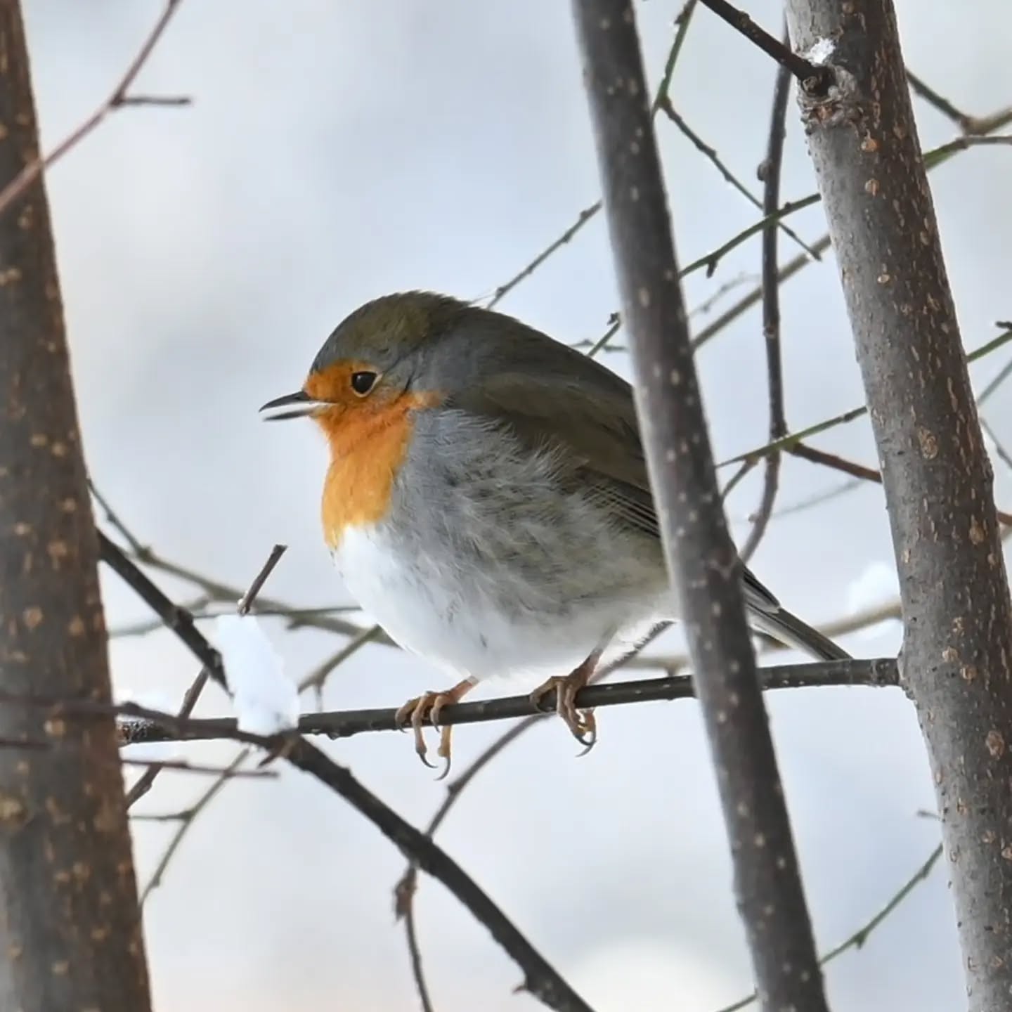 Rudzik

Grudzień 2023