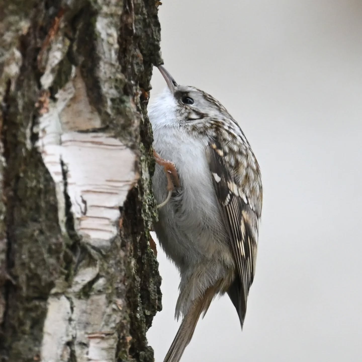 Pełzacz ogrodowy w klasycznej pozie pełzaczowej

#pełzacz #pełzaczogrodowy #ptakipolski #ptakipolski #ptakijesienią #ptaki #certhiabrachydactyla #shorttoedtreecreeper #birds