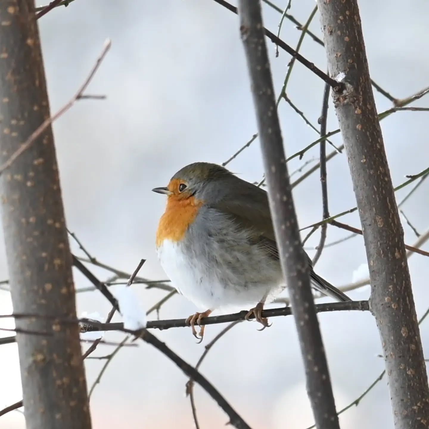 Rudzik

Grudzień 2023