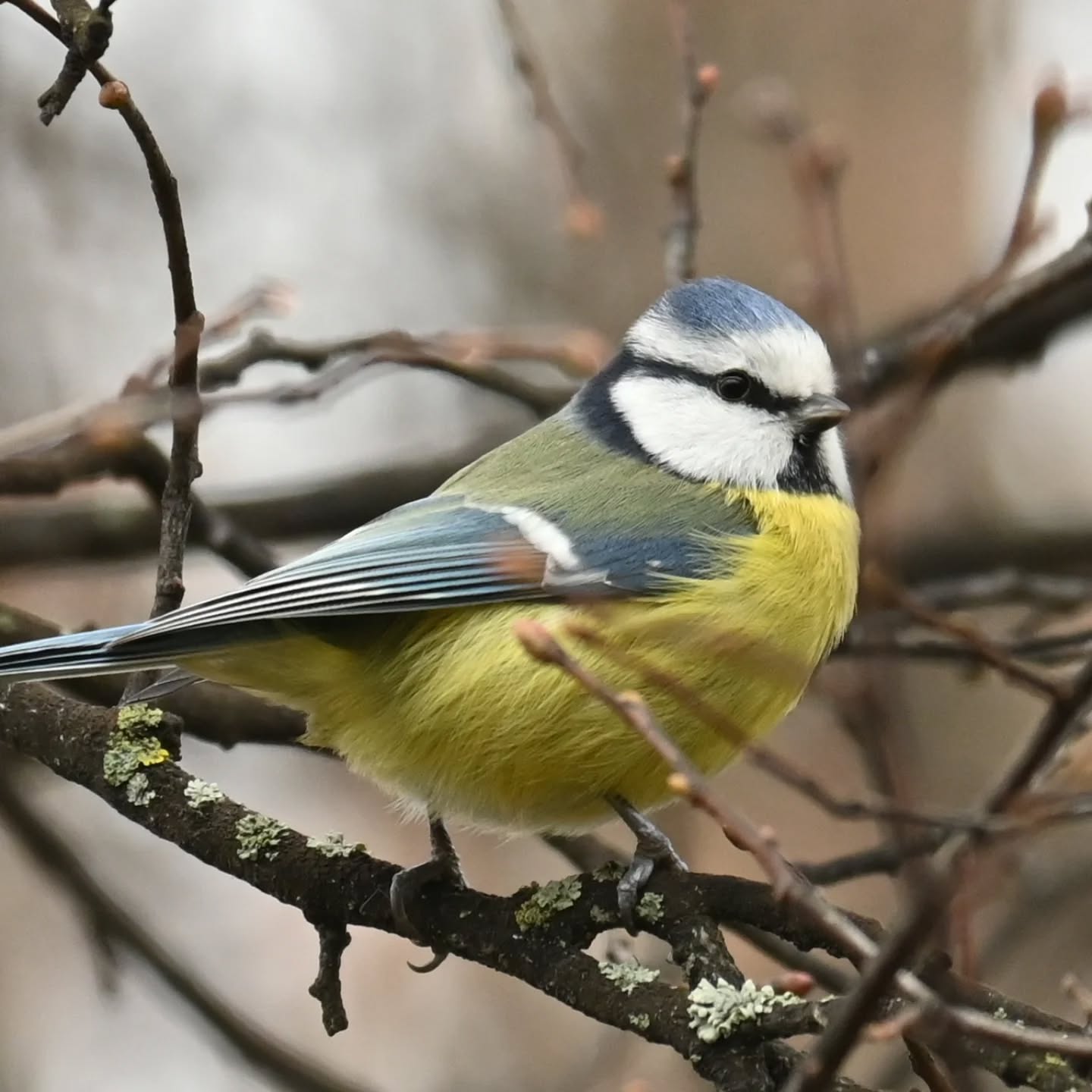 Sikora modraszka

#sikoramodra #modraszka #sikoramodraszka #sikorka #ptakimieście #ptakimiasta #ptakipolski #ptakijesienią #ptaki #cy #bluetit #autumnbirds #birds