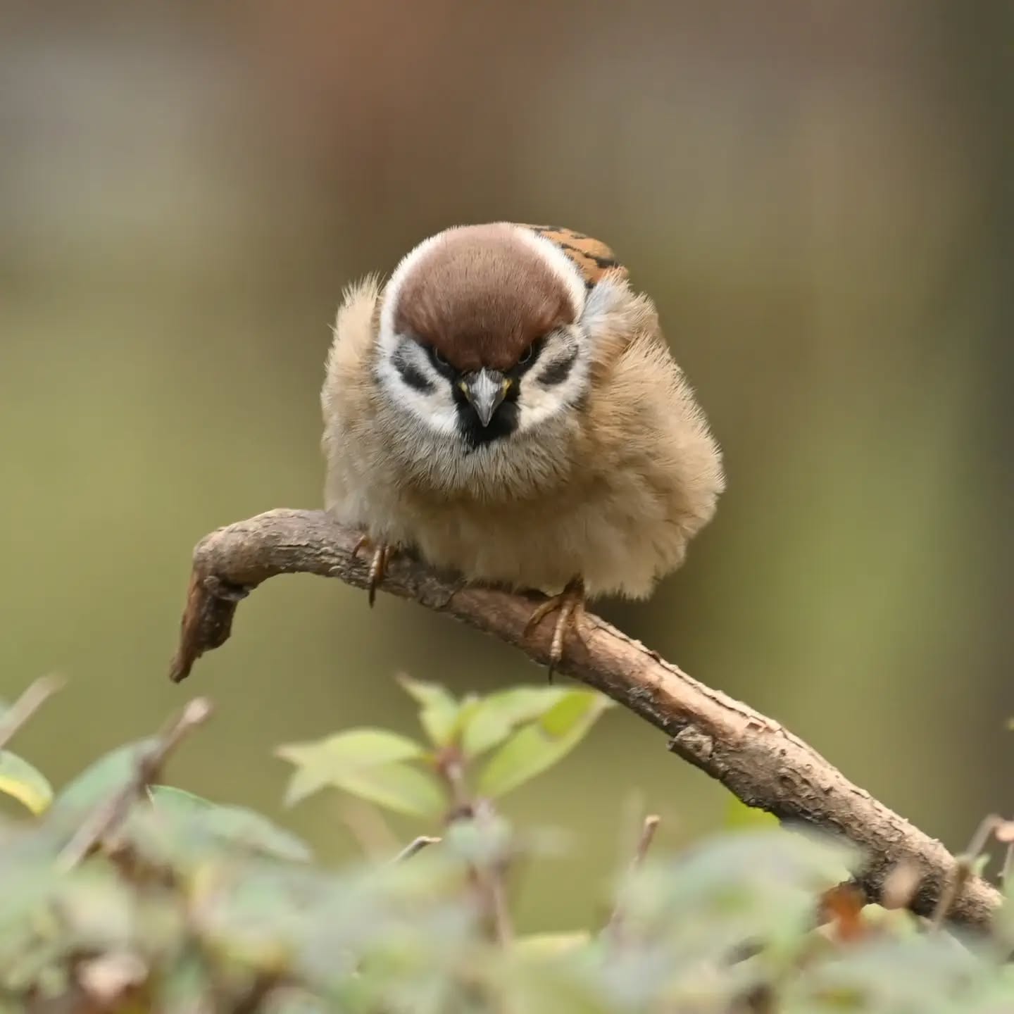 Mazurek

#mazurek #ptaki #passermontanus #treesparrow #birds