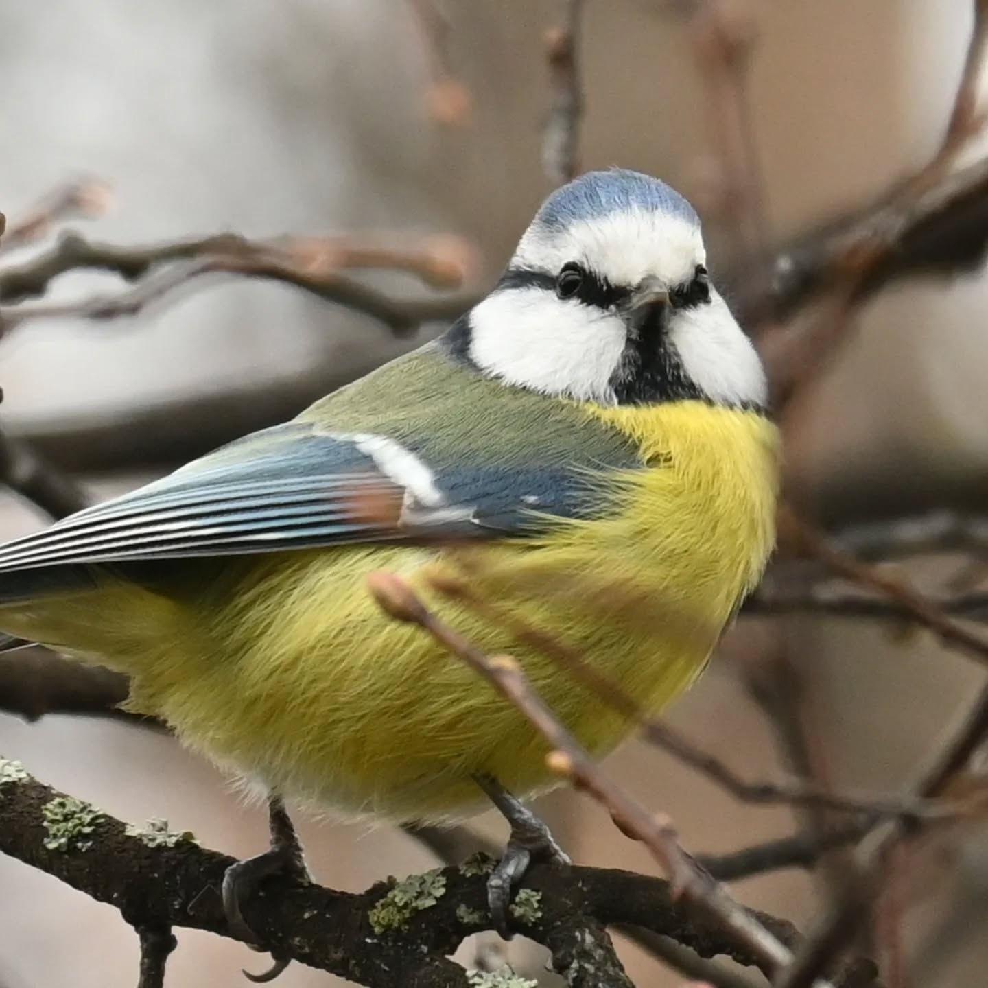 Sikora modraszka

#sikoramodra #modraszka #sikoramodraszka #sikorka #ptakimieście #ptakimiasta #ptakipolski #ptakijesienią #ptaki #cy #bluetit #autumnbirds #birds