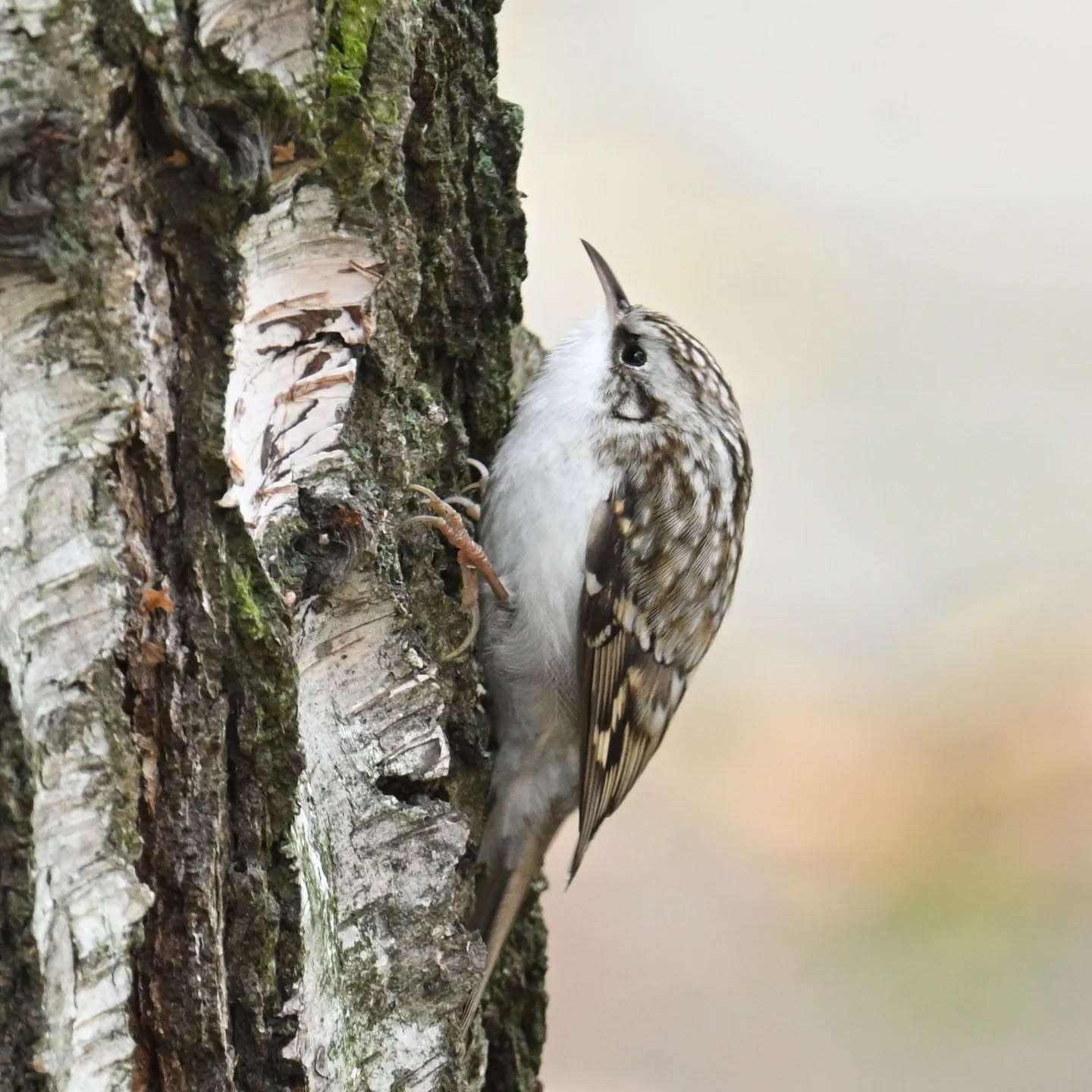 Pełzacz ogrodowy w klasycznej pozie pełzaczowej

#pełzacz #pełzaczogrodowy #ptakipolski #ptakipolski #ptakijesienią #ptaki #certhiabrachydactyla #shorttoedtreecreeper #birds