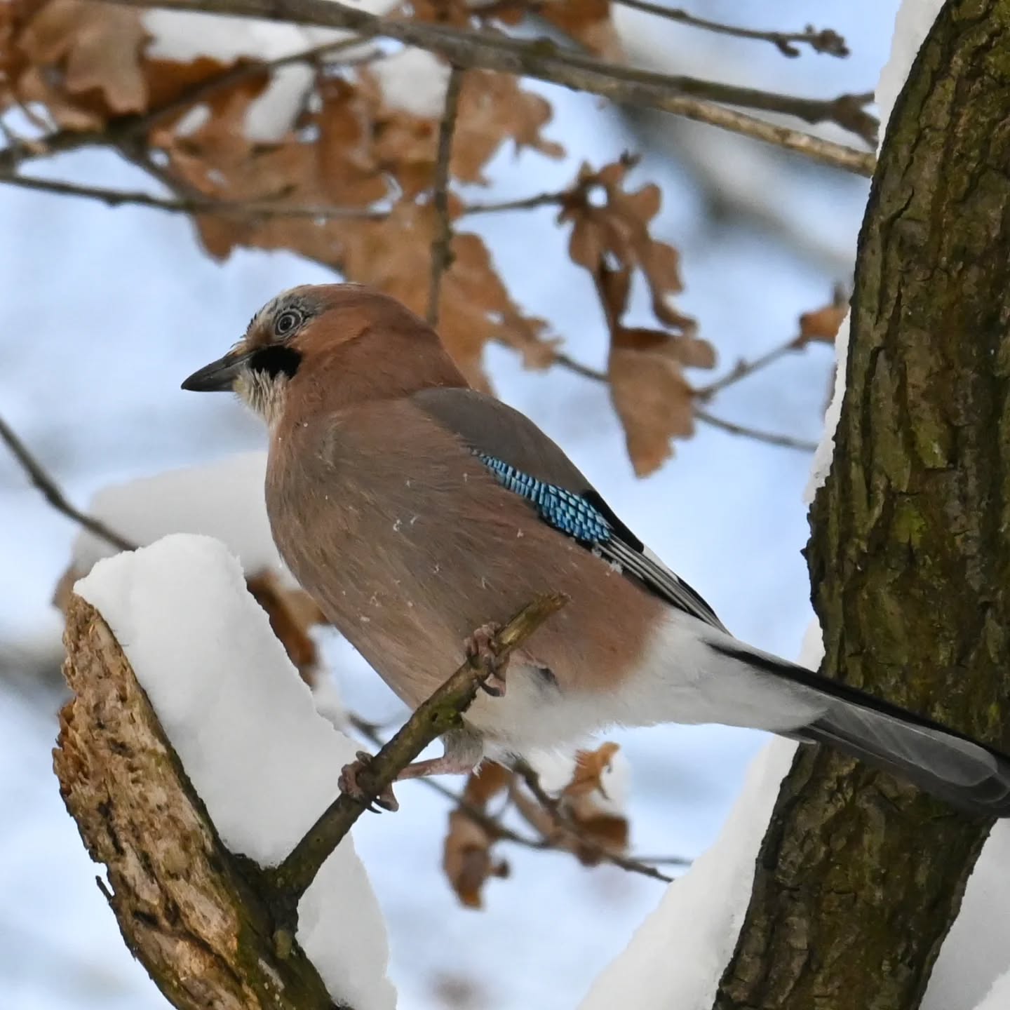 Sójka z archiwów, kiedy to jeszcze nie mieliśmy Instagrama ☺️

Listopad 2023

#sójka #ptakipolski #ptakizimujące #ptaki #garrulusglandarius #eurasianjay #birds