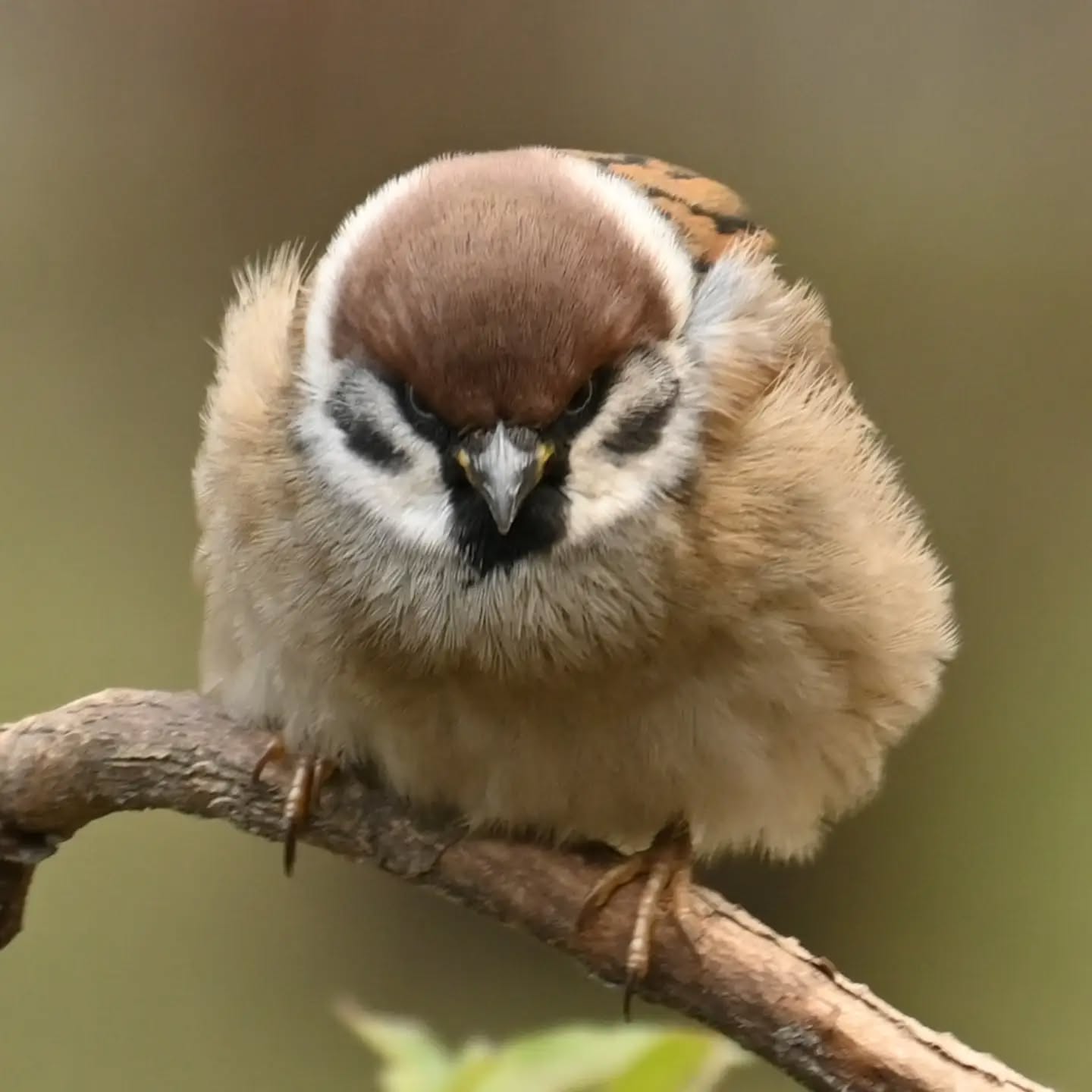 Mazurek

#mazurek #ptaki #passermontanus #treesparrow #birds