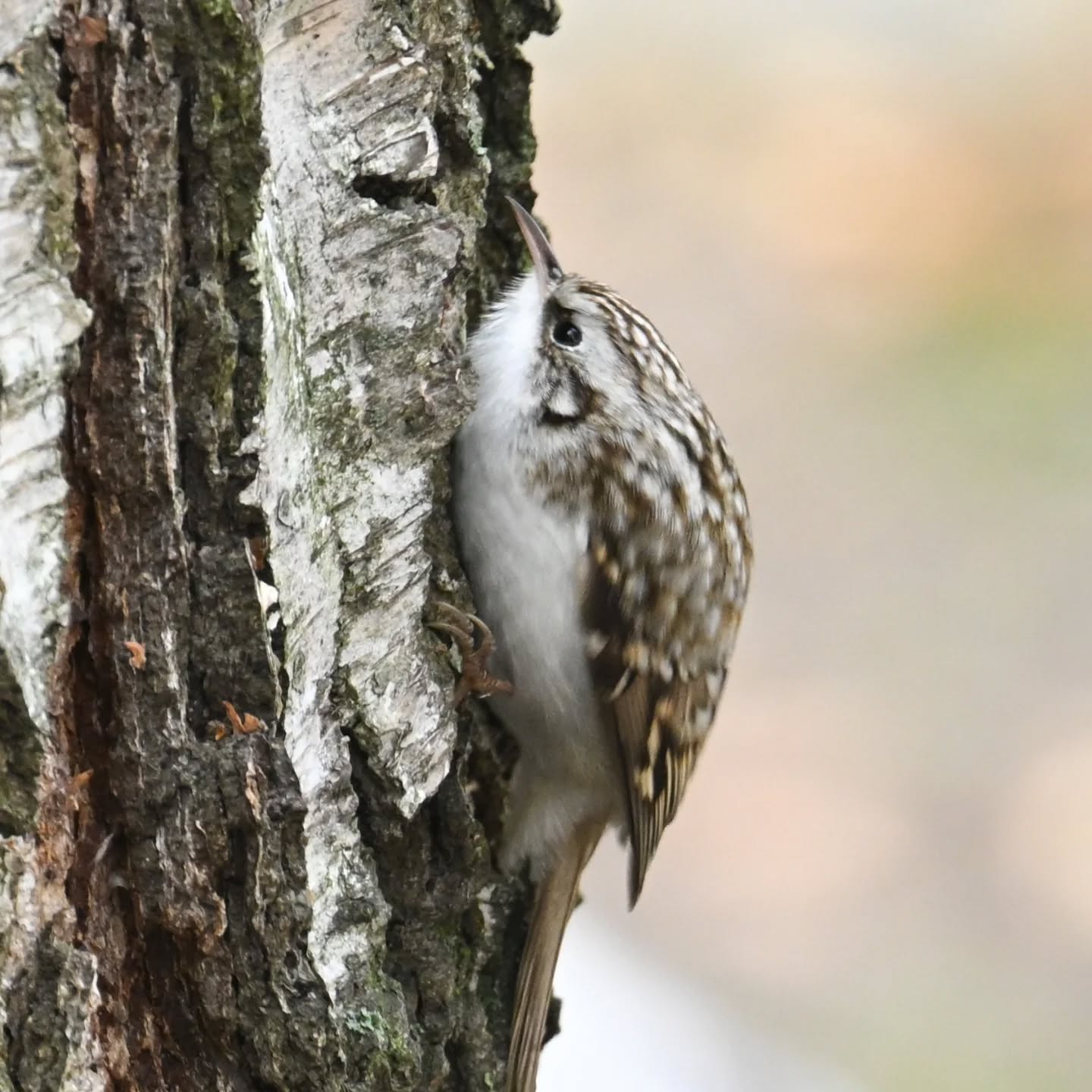 Pełzacz ogrodowy w klasycznej pozie pełzaczowej

#pełzacz #pełzaczogrodowy #ptakipolski #ptakipolski #ptakijesienią #ptaki #certhiabrachydactyla #shorttoedtreecreeper #birds