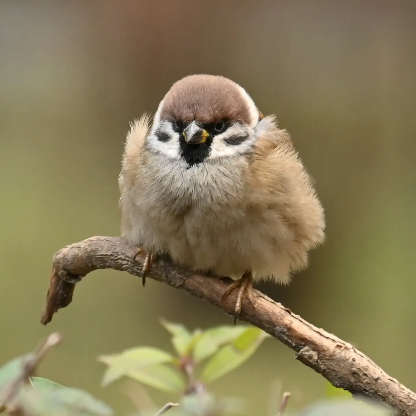 Mazurek

#mazurek #ptaki #passermontanus #treesparrow #birds