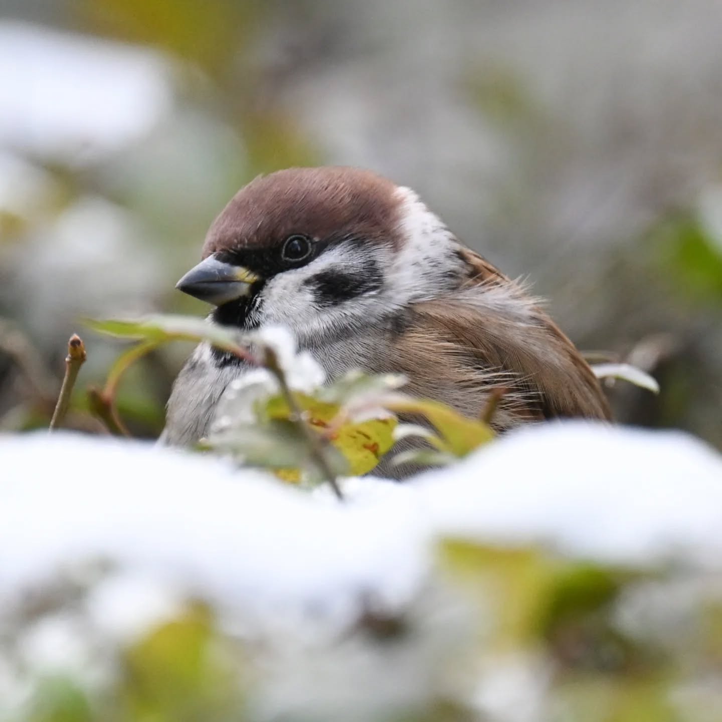 Mazurek w śniegowej kołderce

Listopad 2024

#mazurek #ptakimiasta #ptakipolski #ptaki #passermontanus #treesparrow  #birds