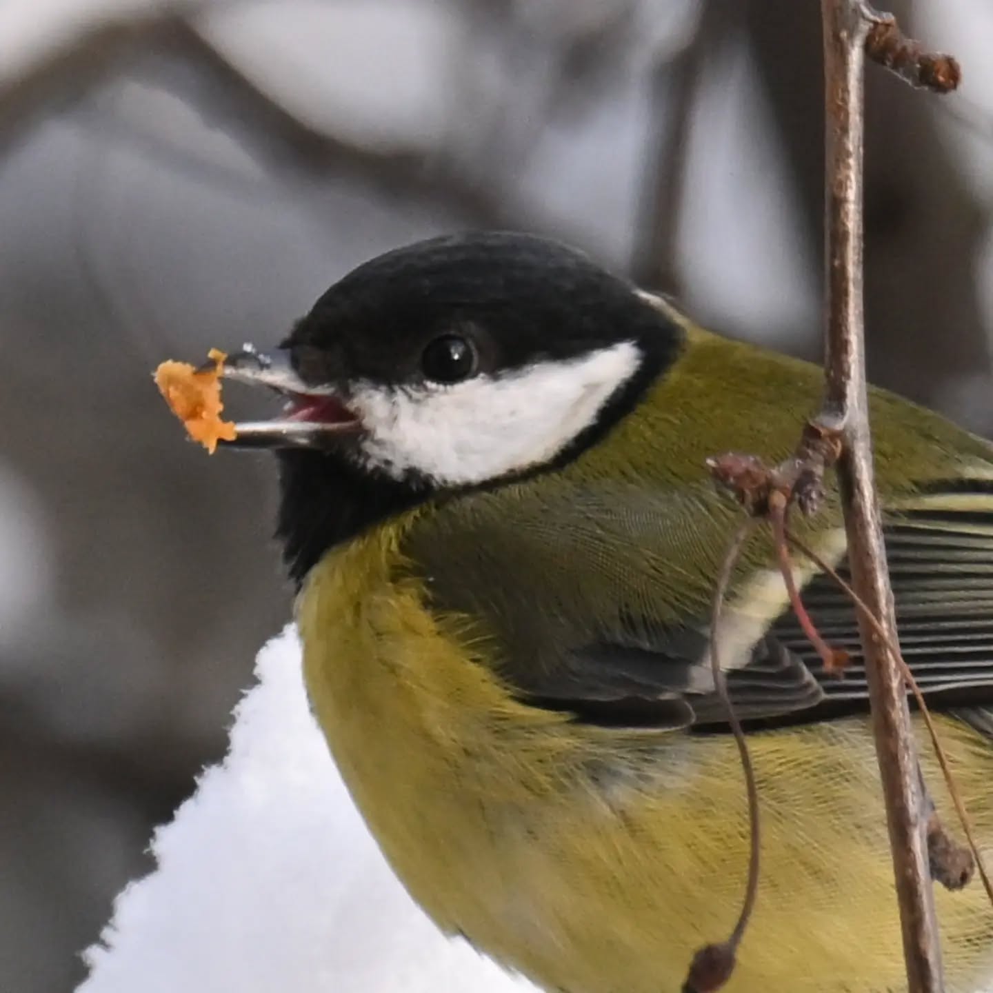 Owoce jabłoni jagodowej cieszą się w tym roku ogromną popularnością na naszym podwórku. Podjadają je sikorki (mimo że mają zawsze pełny karmnik słonecznika i orzechów), wrony, kos. Kiedy ostatnio przeleciały kwiczoły już niewiele do nich zostało, kosowi który przesiaduje pod blokiem wystawiliśmy jabłko, gdyby zabrakło mu owocków 

#bogatka #sikorabogatka #parusmajor #greattit #birds