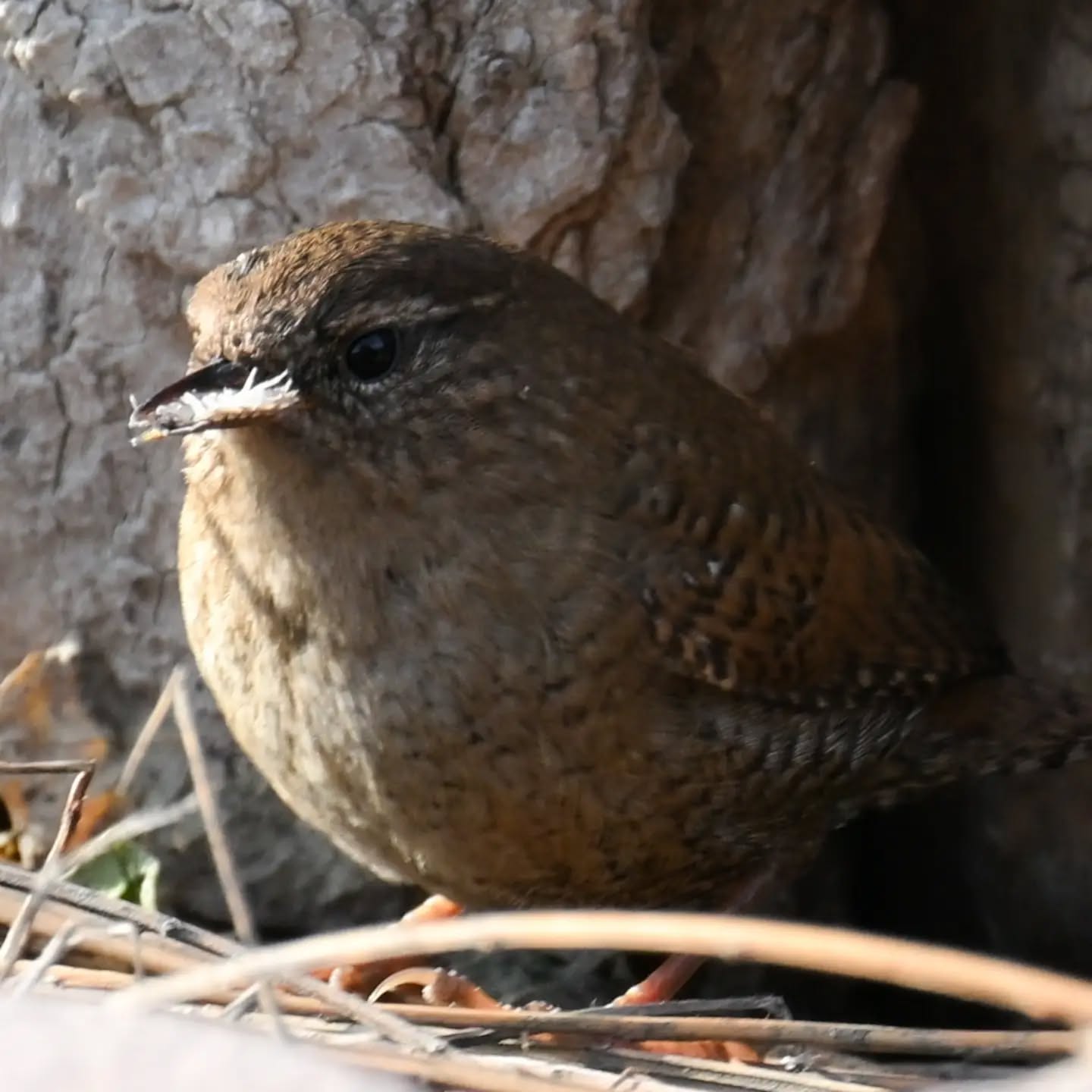 Polowanie strzyżyka | Eurasian wtem hunting

#strzyżyk #ptaki #nannustroglodytes #wren #birds
