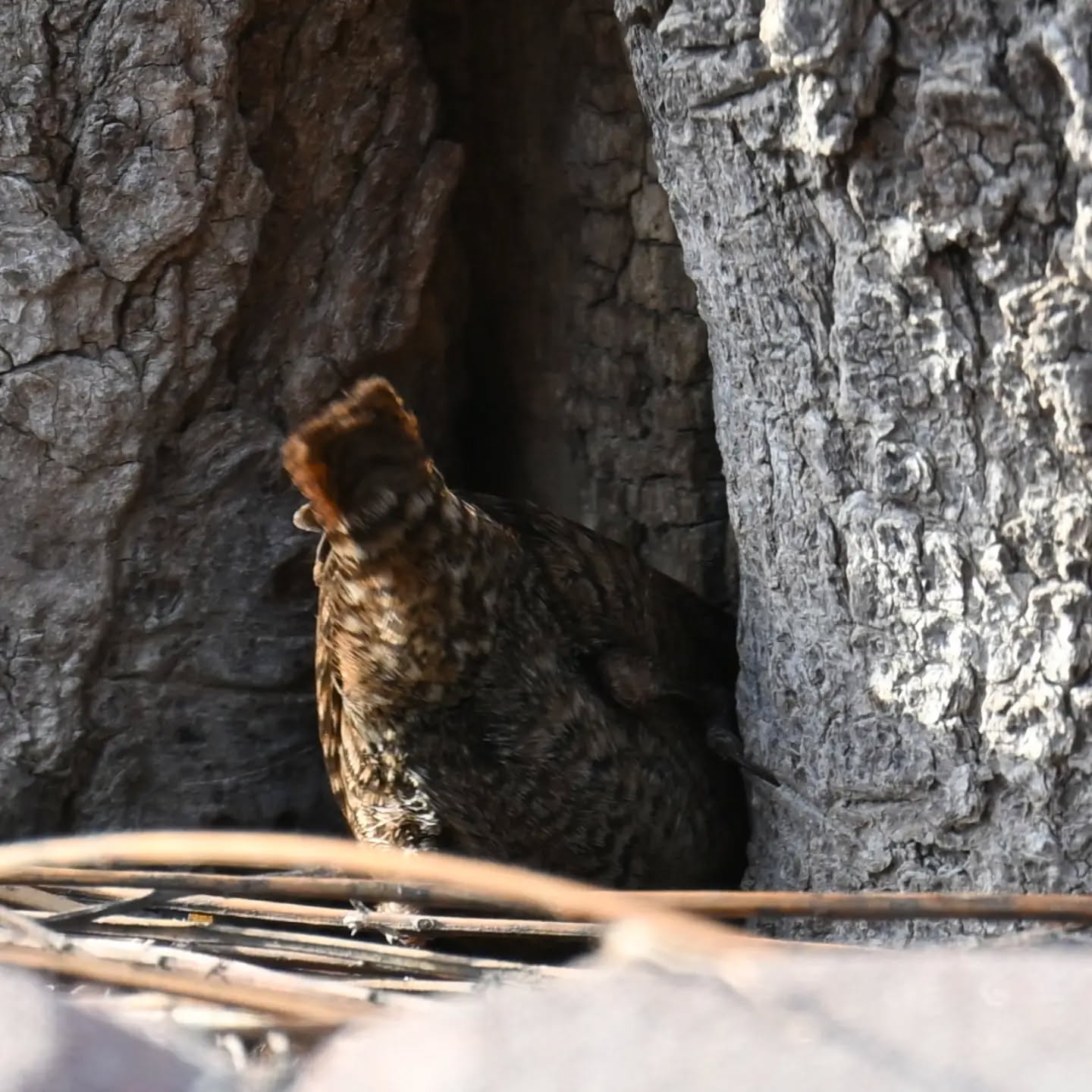 Polowanie strzyżyka | Eurasian wtem hunting

#strzyżyk #ptaki #nannustroglodytes #wren #birds