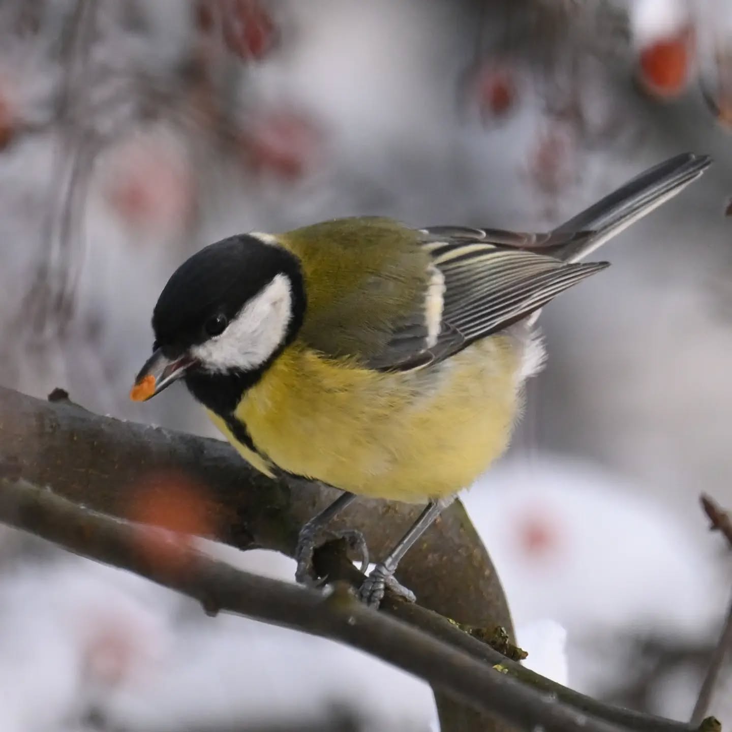Owoce jabłoni jagodowej cieszą się w tym roku ogromną popularnością na naszym podwórku. Podjadają je sikorki (mimo że mają zawsze pełny karmnik słonecznika i orzechów), wrony, kos. Kiedy ostatnio przeleciały kwiczoły już niewiele do nich zostało, kosowi który przesiaduje pod blokiem wystawiliśmy jabłko, gdyby zabrakło mu owocków 

#bogatka #sikorabogatka #parusmajor #greattit #birds
