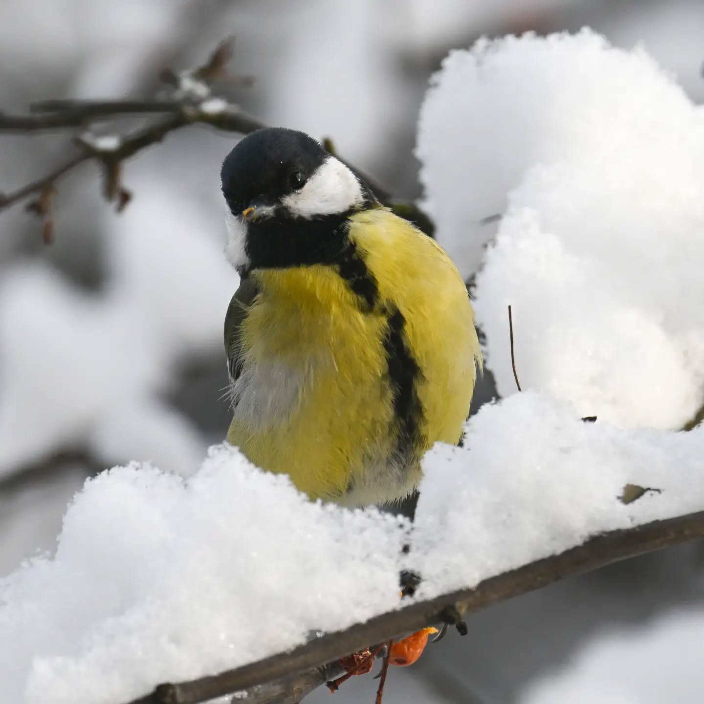 Bróbny dziób dowodem na to, że sikorka właśnie pożarła owoc jabłoni jagodowej 

#sikorabogatka #bogatka #parusmajor #greattit #birds