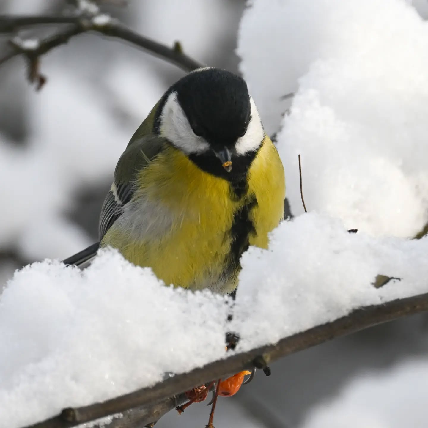 Bróbny dziób dowodem na to, że sikorka właśnie pożarła owoc jabłoni jagodowej 

#sikorabogatka #bogatka #parusmajor #greattit #birds