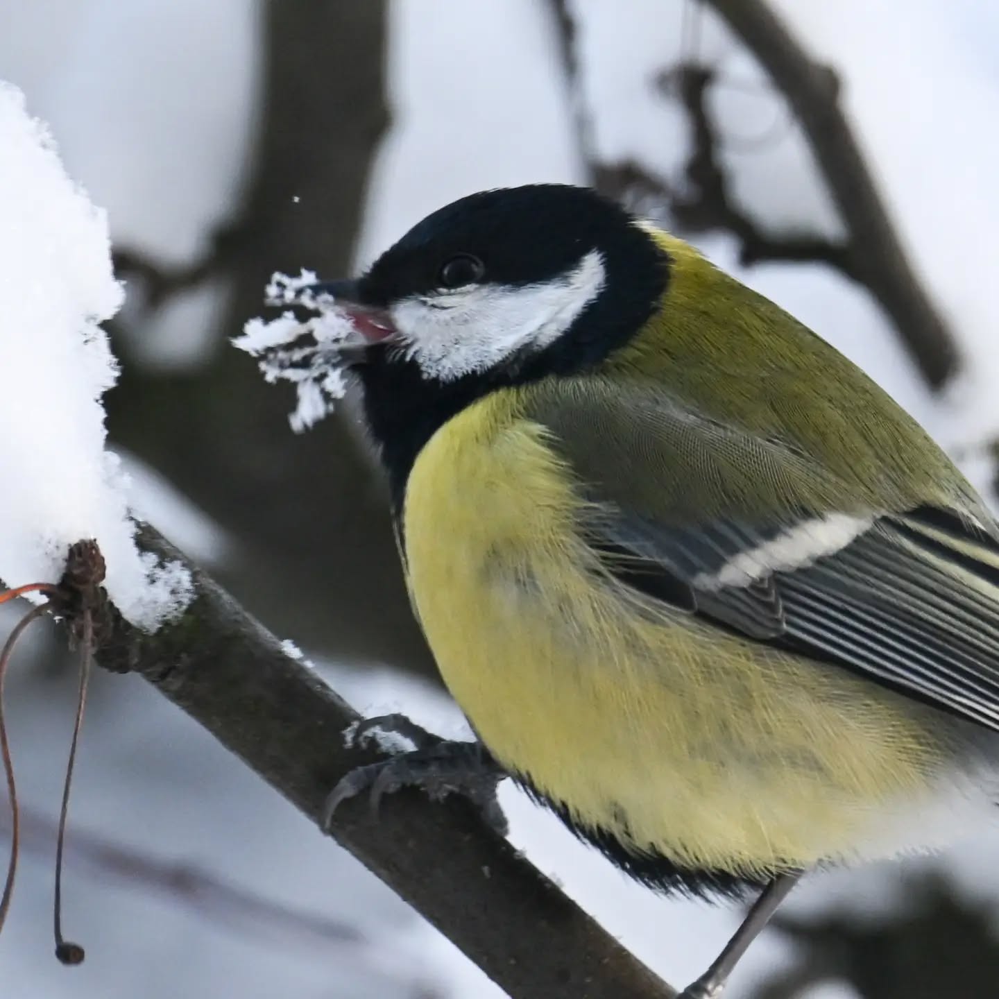 Bogatka z dziobem we śniegu | Great tit with its beak in the snow

#bogatka #sikorabogatka #parusmajor #greattit #birdsinsnow