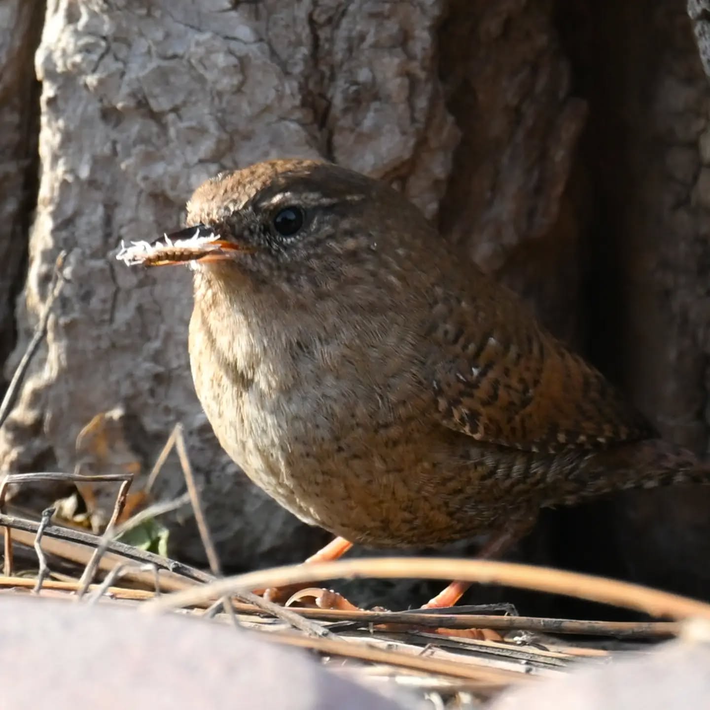 Polowanie strzyżyka | Eurasian wtem hunting

#strzyżyk #ptaki #nannustroglodytes #wren #birds