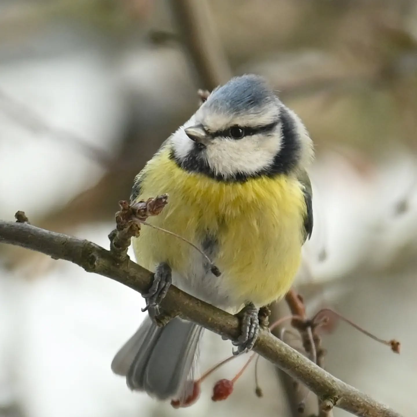 Nasz modraszkowy piracik cały czas przylatuje i jak widać ma się dobrze 😊 to chyba jedna z dwóch sikor modrych, które zostały na naszym podwórku, trzymamy za nie kciuki żeby przetrwały tę mroźną zimę, na pewno zawsze mogą liczyć na słonecznika 😊

#sikoramodraszka #modraszka #cyanistescaeruleus #bluetit #birds
