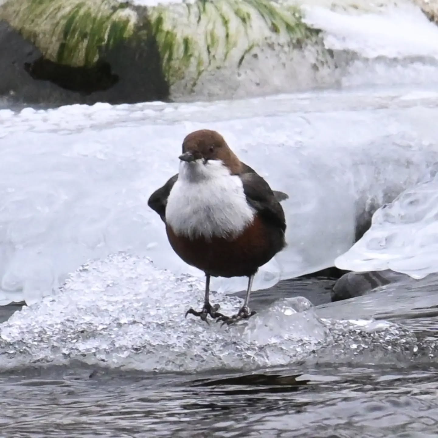 Dziś kolejne spotkanie z pluszczem, okazało się że nad Popradem w Piwnicznej jest ich co najmniej kilka. 

Zaoferował nam dziś rozrywkę - zgadywanie 