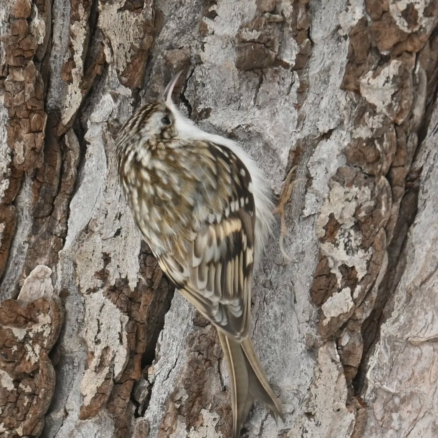 Idealny kamuflaż pełzacza

#pełzaczogrodowy #ptaki #certhiabrachydactyla #shorttoedtreecreeper #birds