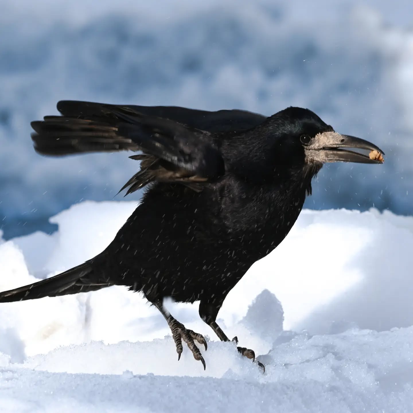 Orzech w dziobie, trzeba uciekać zanim ktoś odbierze! | A nut in the beak, I have to fly away before someone takes it

#gawron #ptakizimą #corvusfrugilegus #rook #birdsinsnow