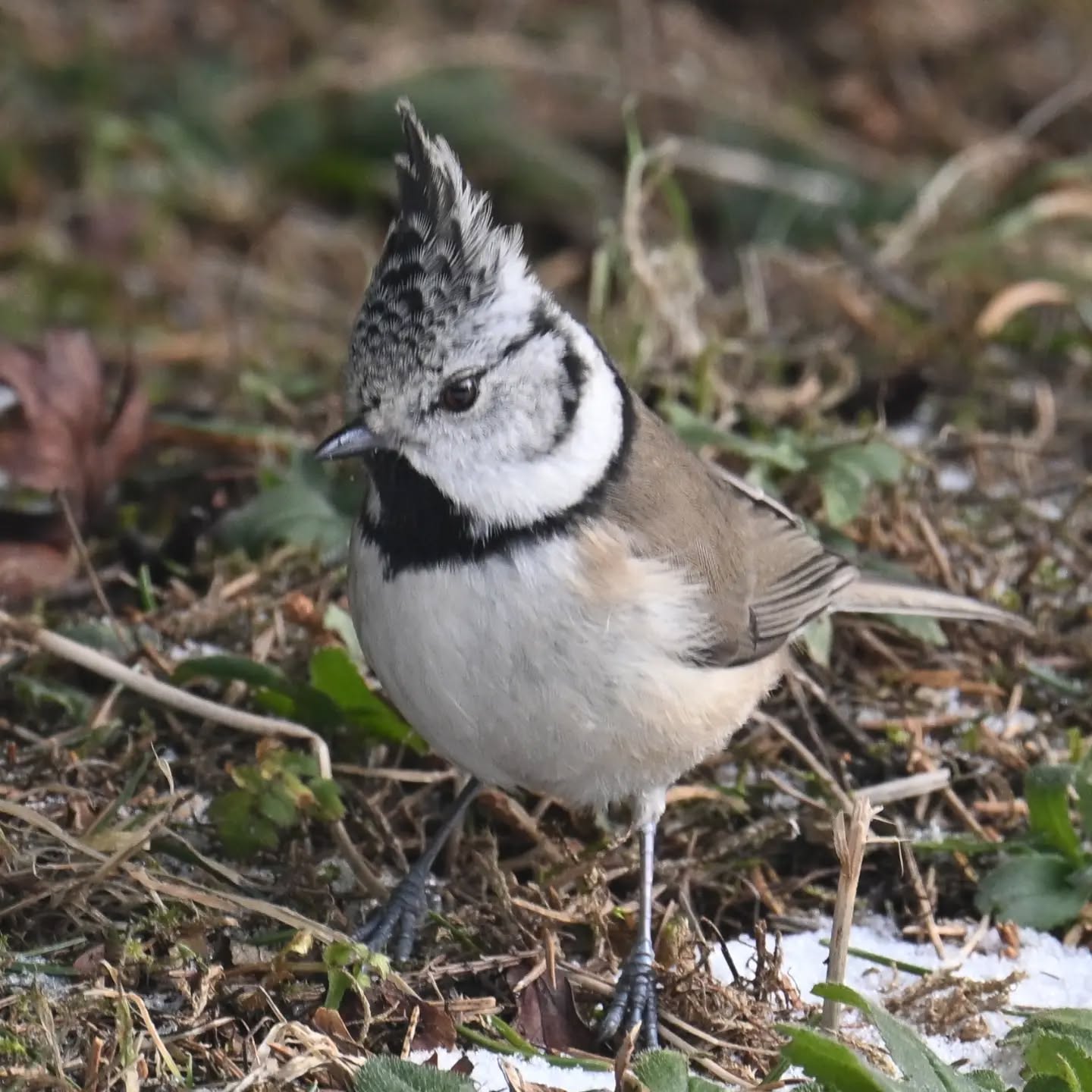 Sikorka czubatka z górskiej polany | Crested tit from a mountain meadow

#sikorkaczubatka #ptaki #lophophanescristatus #crestedtit #birds